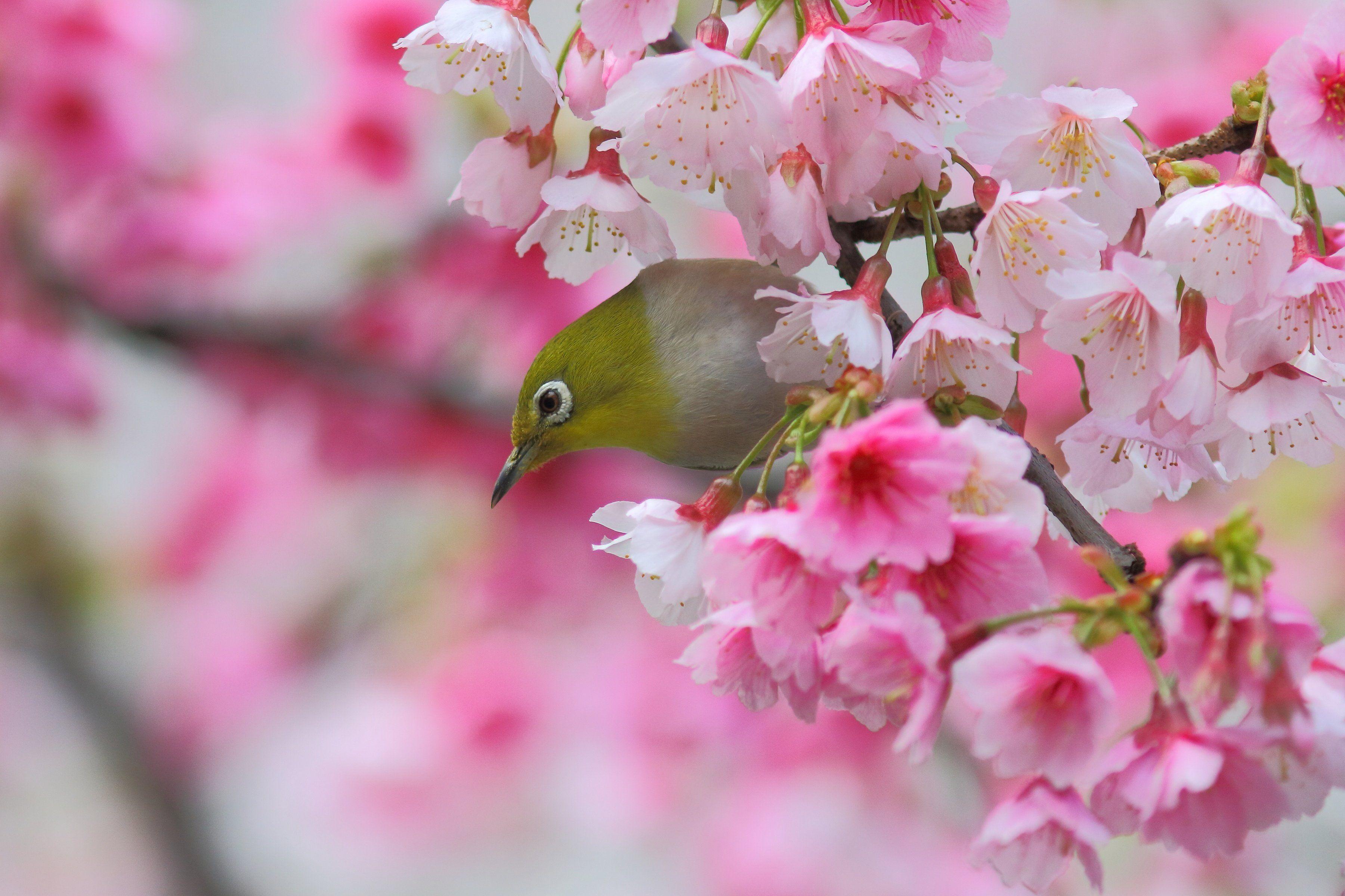 3600x2400 Japanese White Eye Bird Sakura Cherry Branch Blossom Flowers