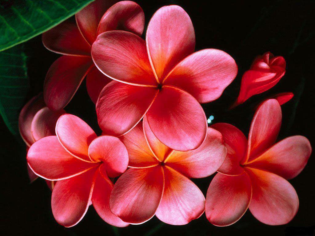 1024x768 flower wallpaper 5