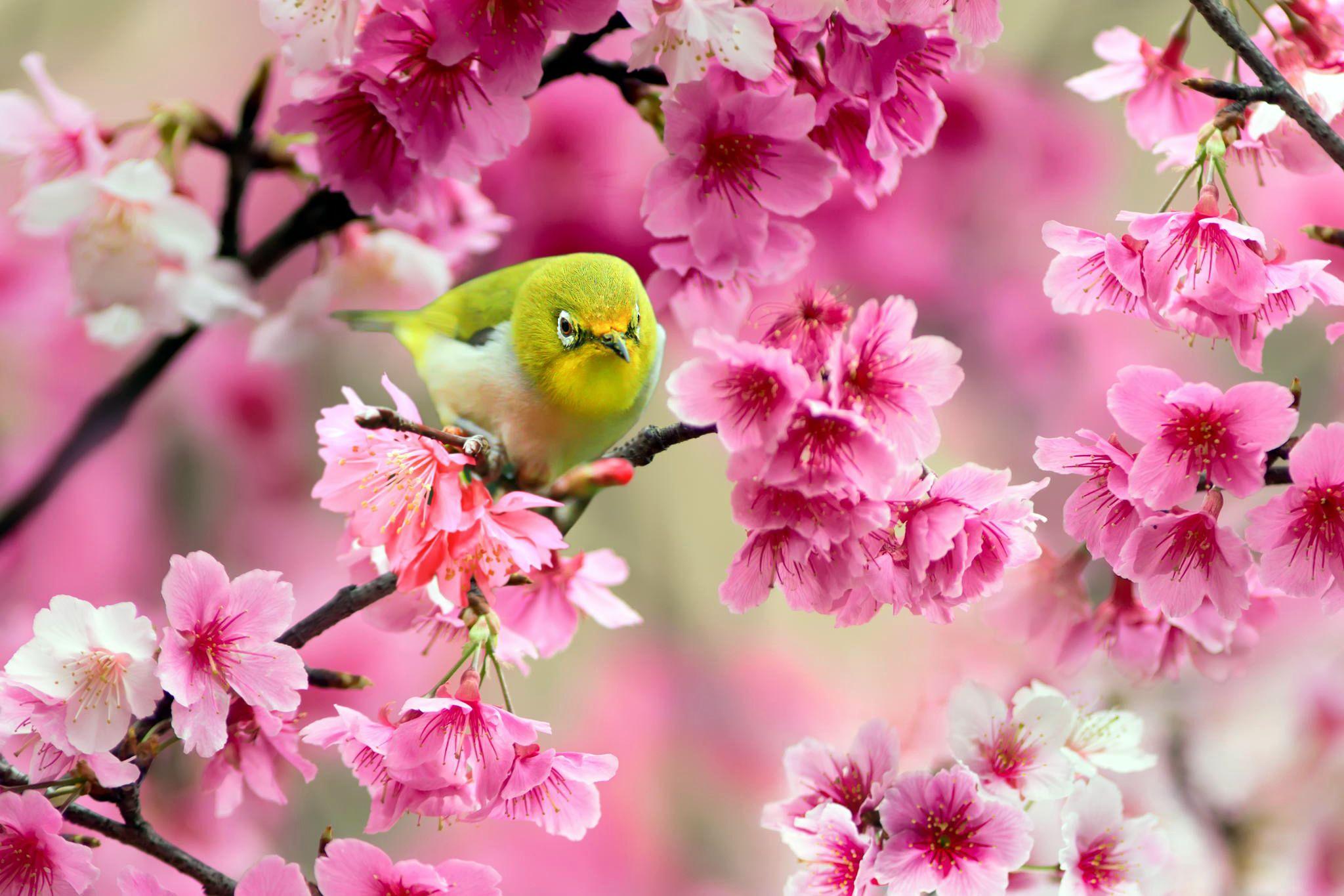 2048x1365 Spring in Japan Wallpaper HD free download