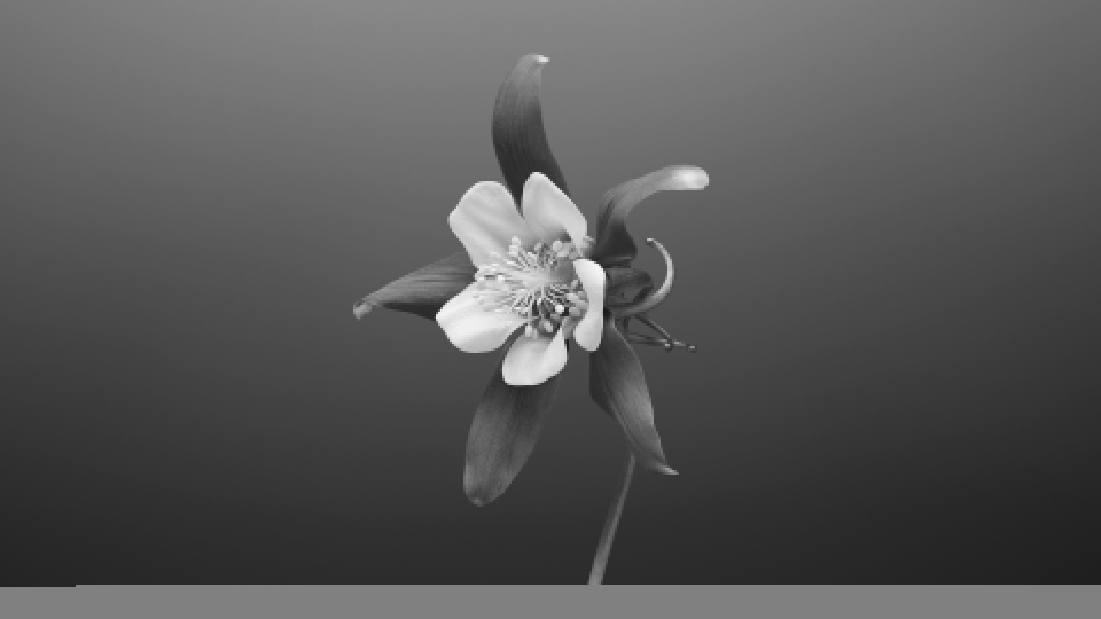 3840x2160 4K Flower Wallpaper