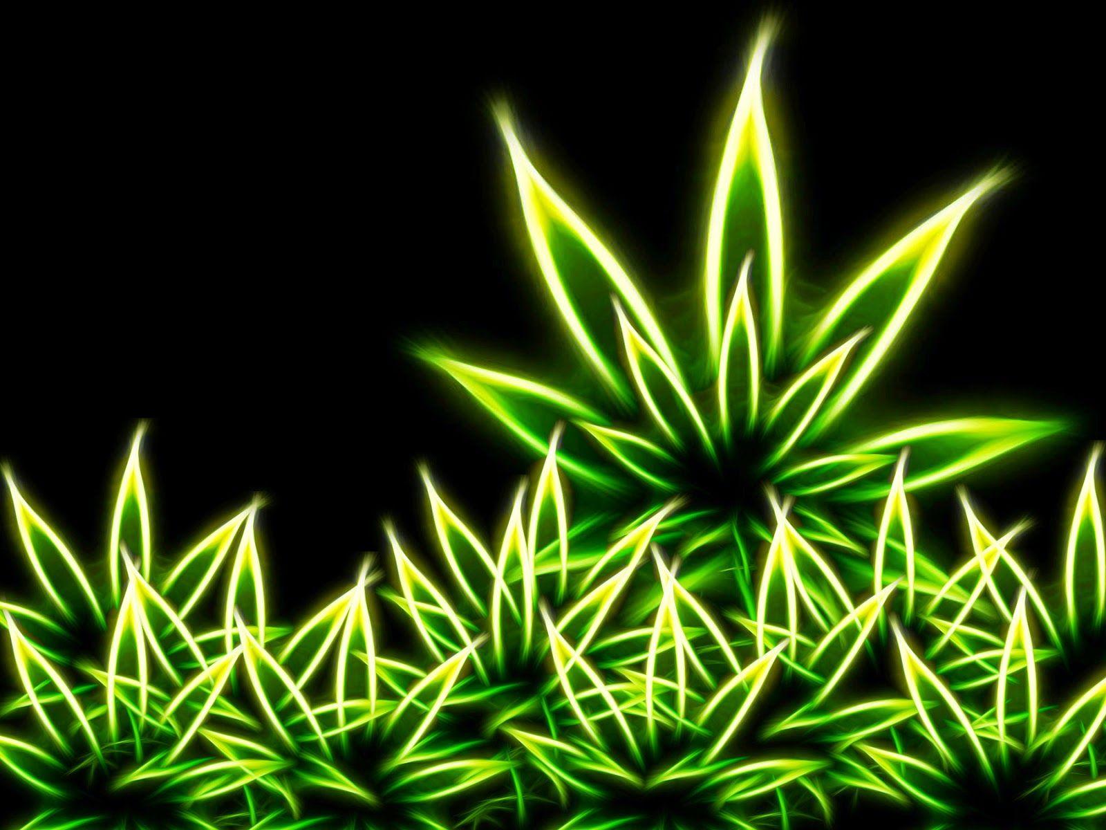 1600x1200 Hybrid Marijuana Weed picture wallpaper Hybrid marijuana HD