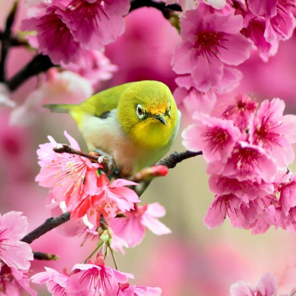 1024x1024 Lovely Japanese White Eye Bird iPad Wallpaper Free Download