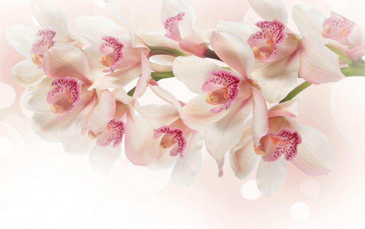 1280x804 White Orchid Flowers wallpaper. White Orchid Flowers stock
