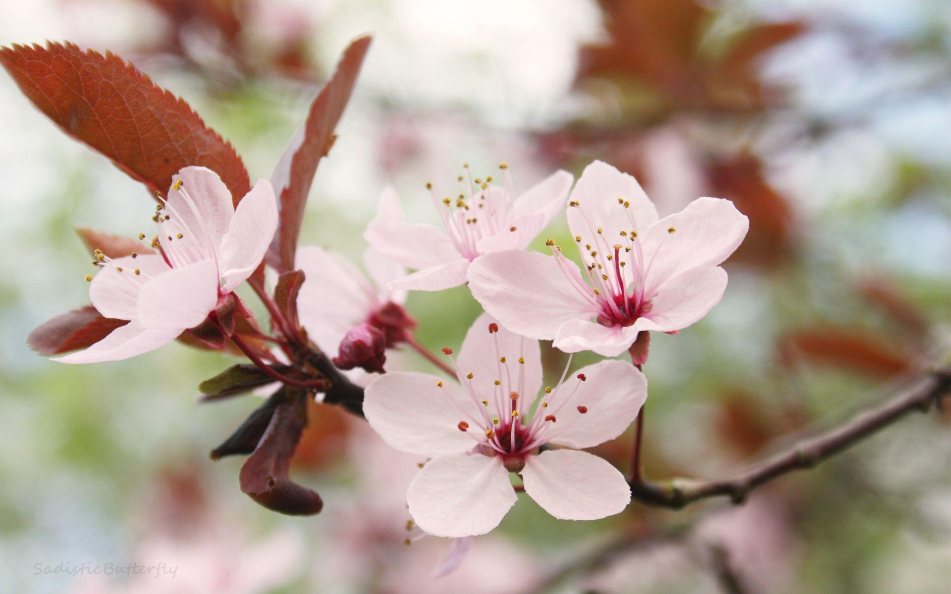 1920x1200 Sakura Flower Wallpaper