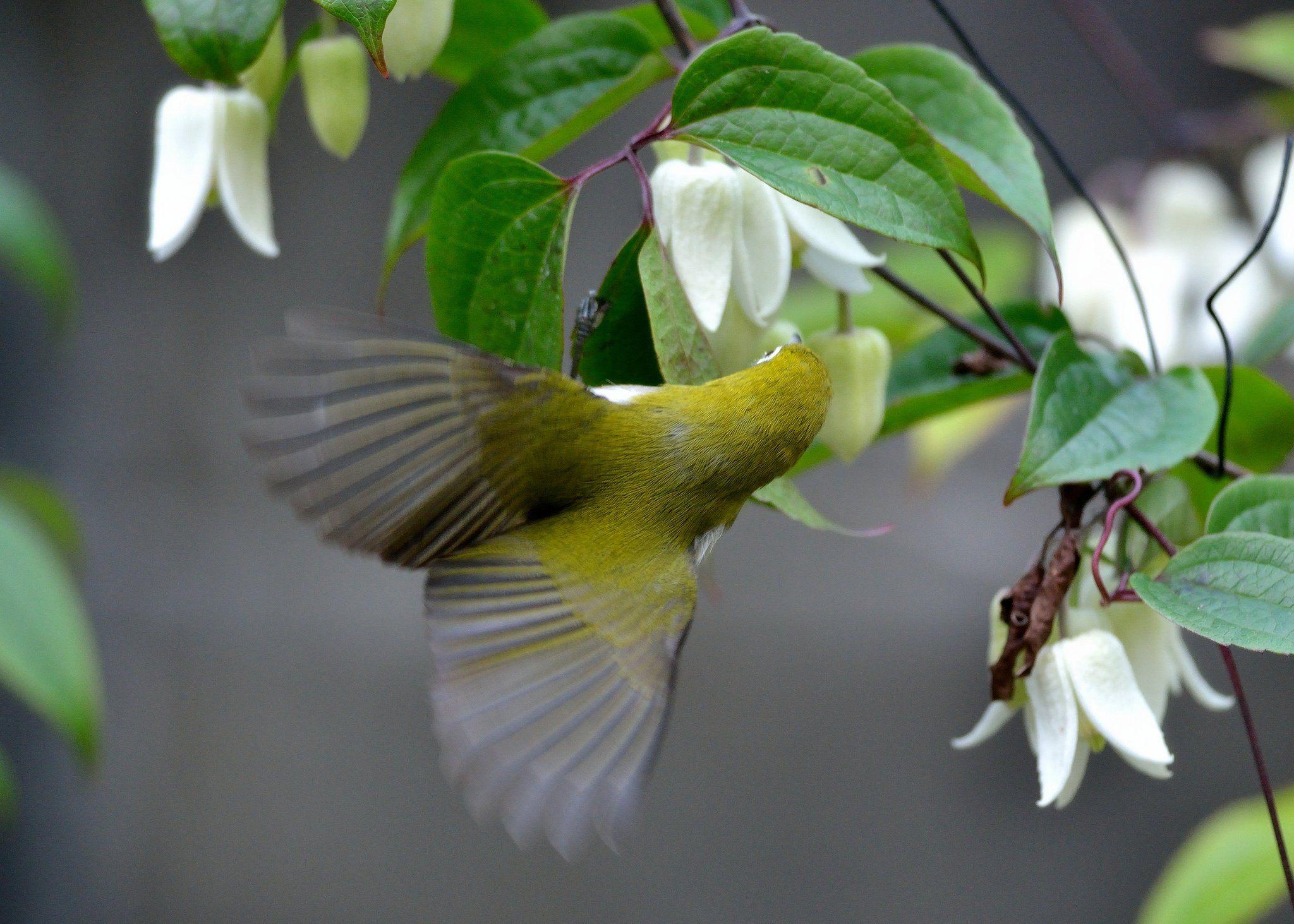 2048x1463 Japanese White Eye Bird Clematis Flowers Wallpaper