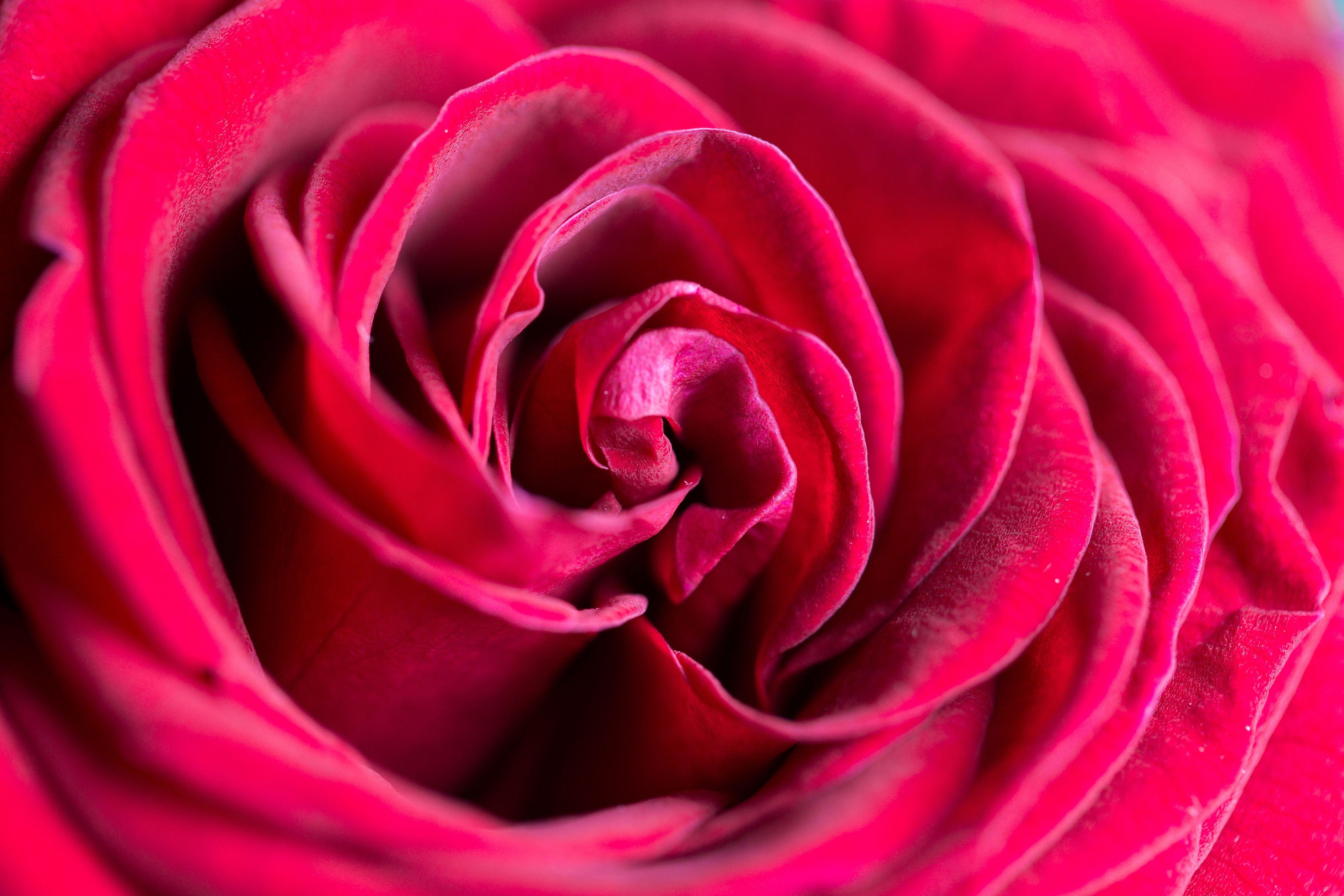 4000x2667 Wonderful Rose Flower Close Up Free