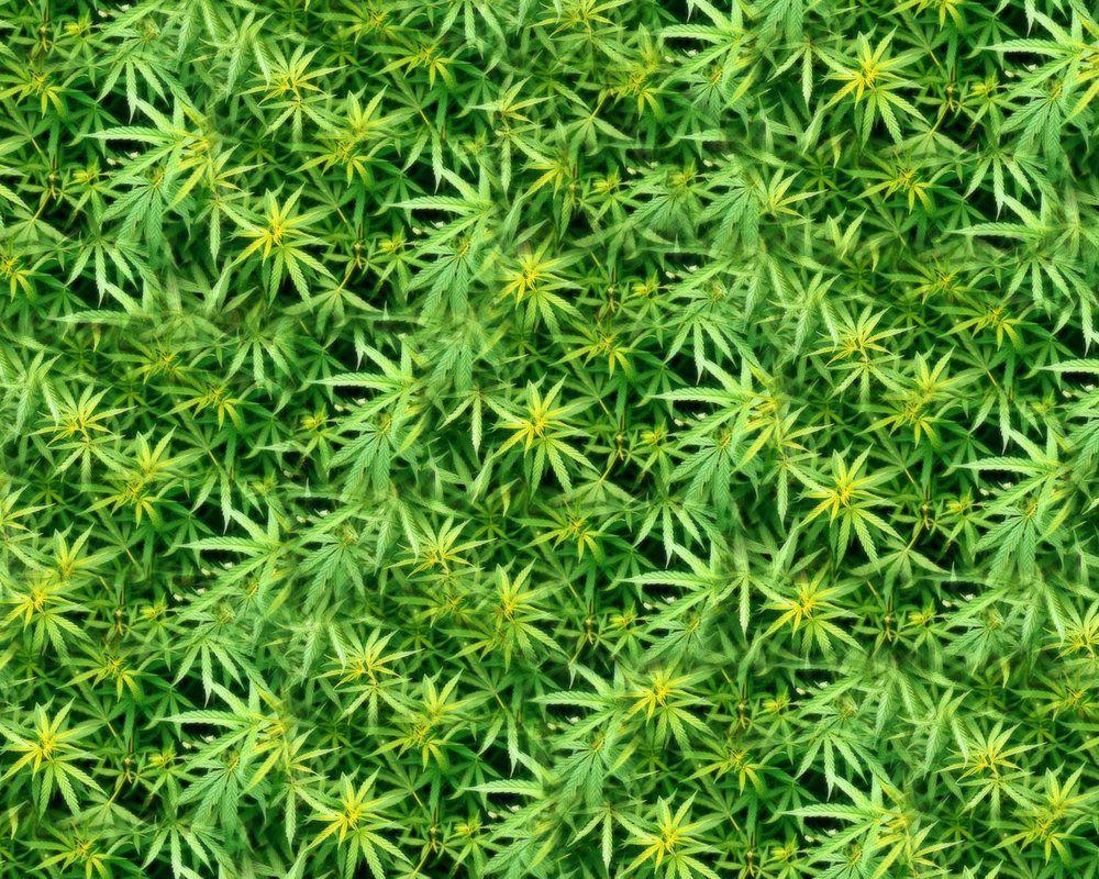 1000x800 Dank Wallpaper By Club Marijuana