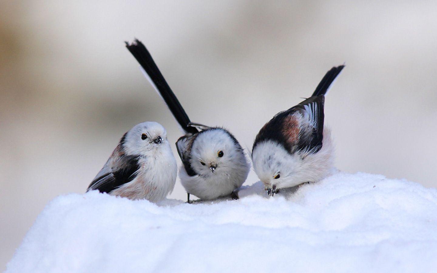 1440x900 Bird wallpaperx900