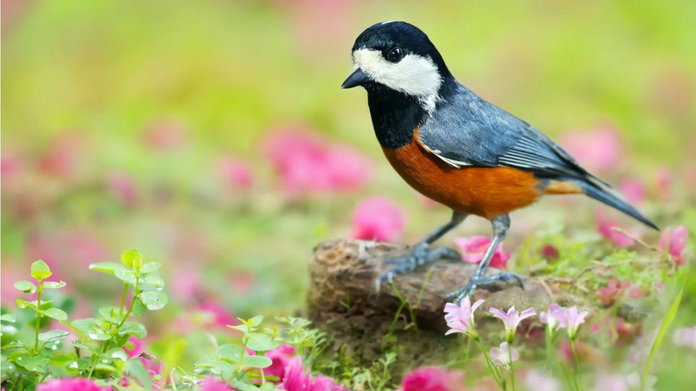 1366x768 Japanese Tit Bird Wallpaper