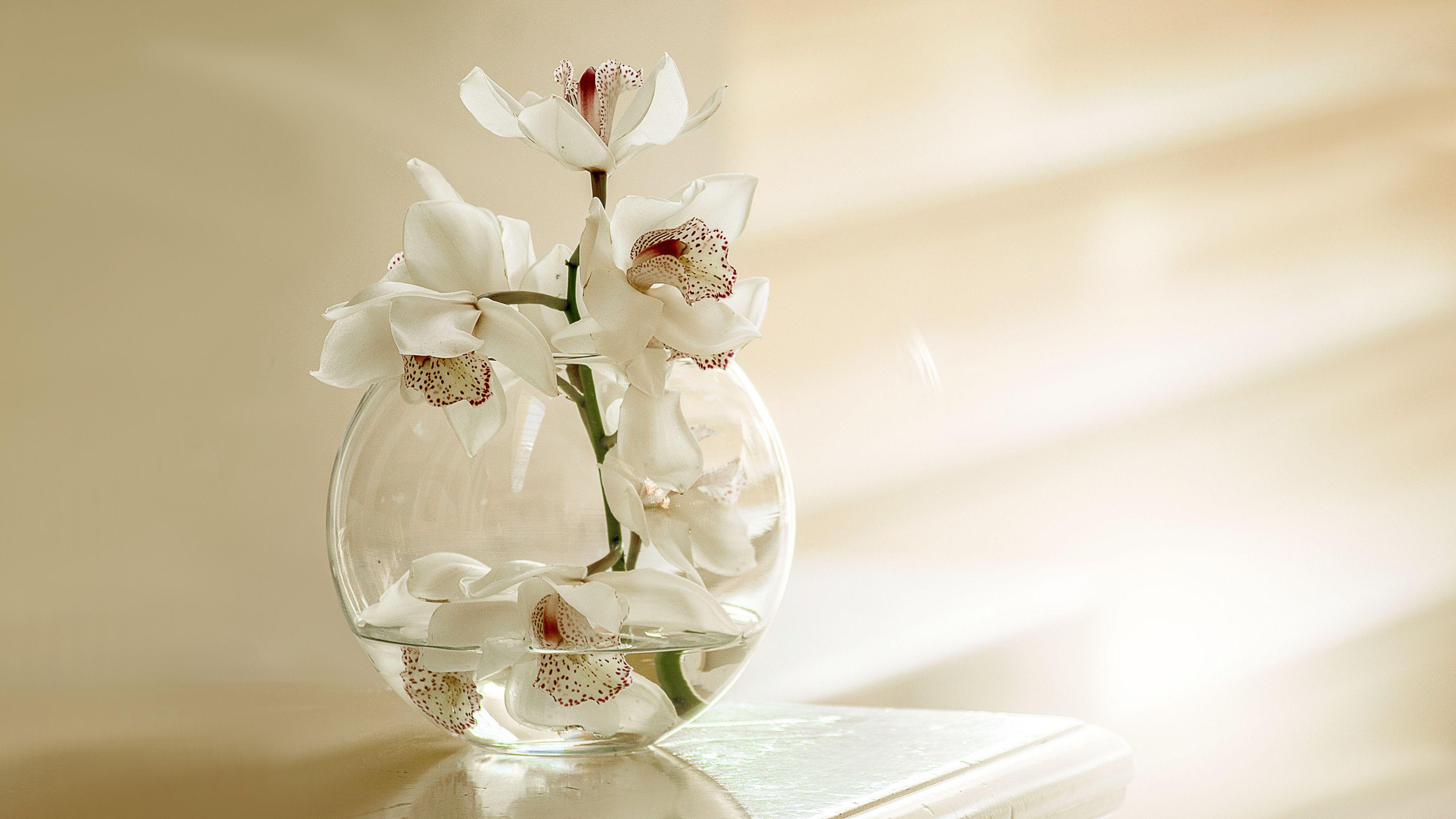 3840x2160 White Orchid Wallpaper