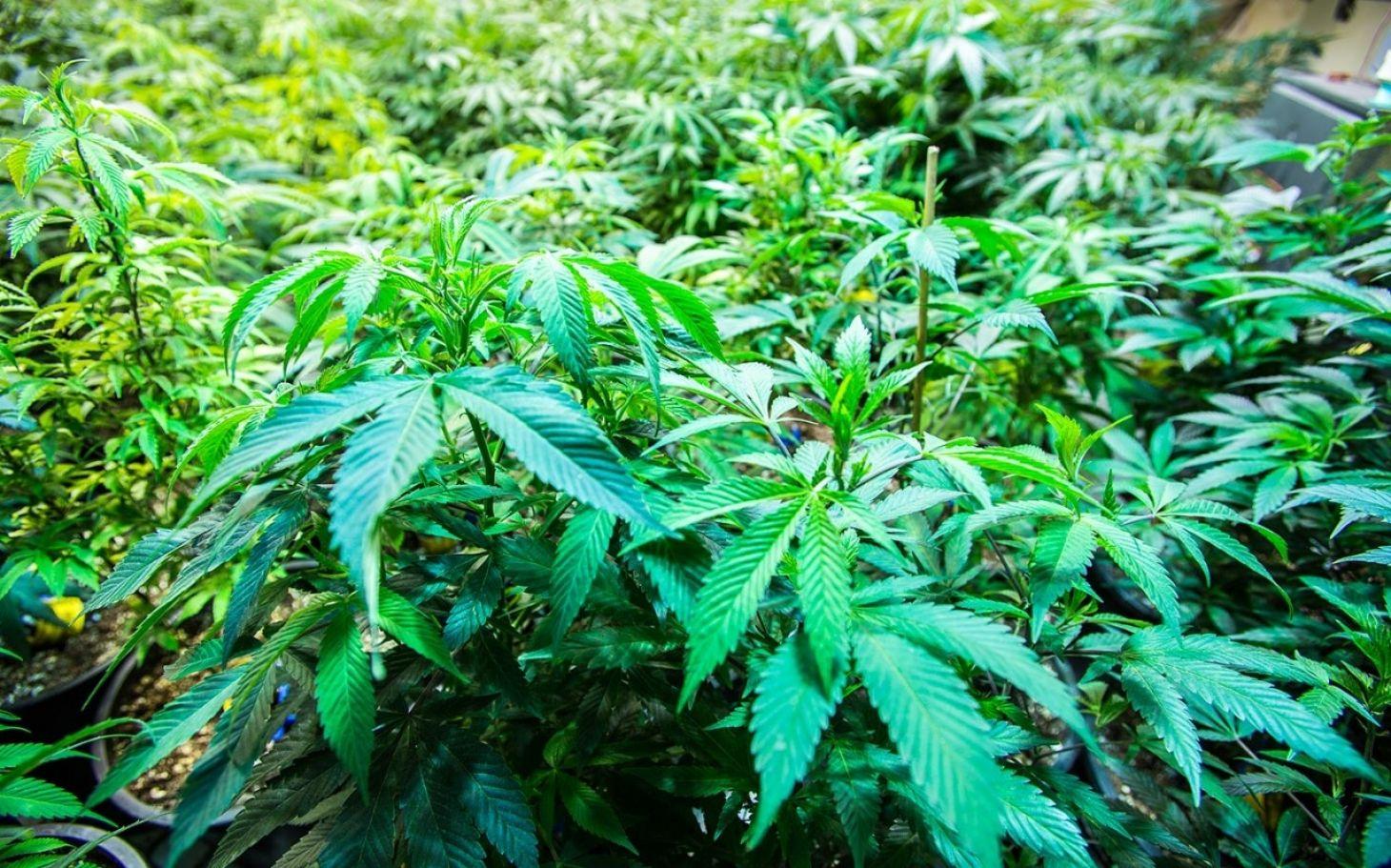1460x911 Tourist Pot Complaints Up at Colorado ERs. Al Jazeera America