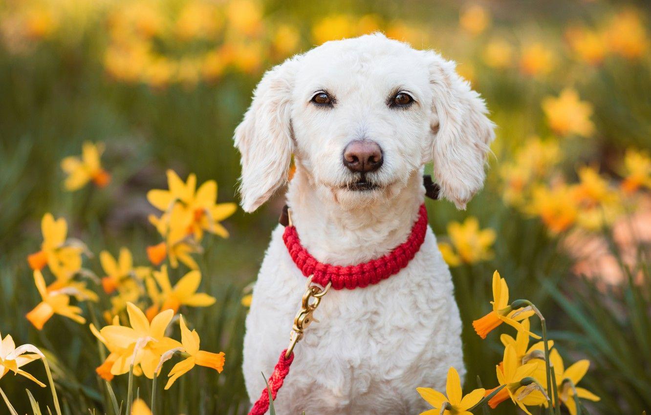 1332x850 Wallpaper look, face, flowers, collar, daffodils