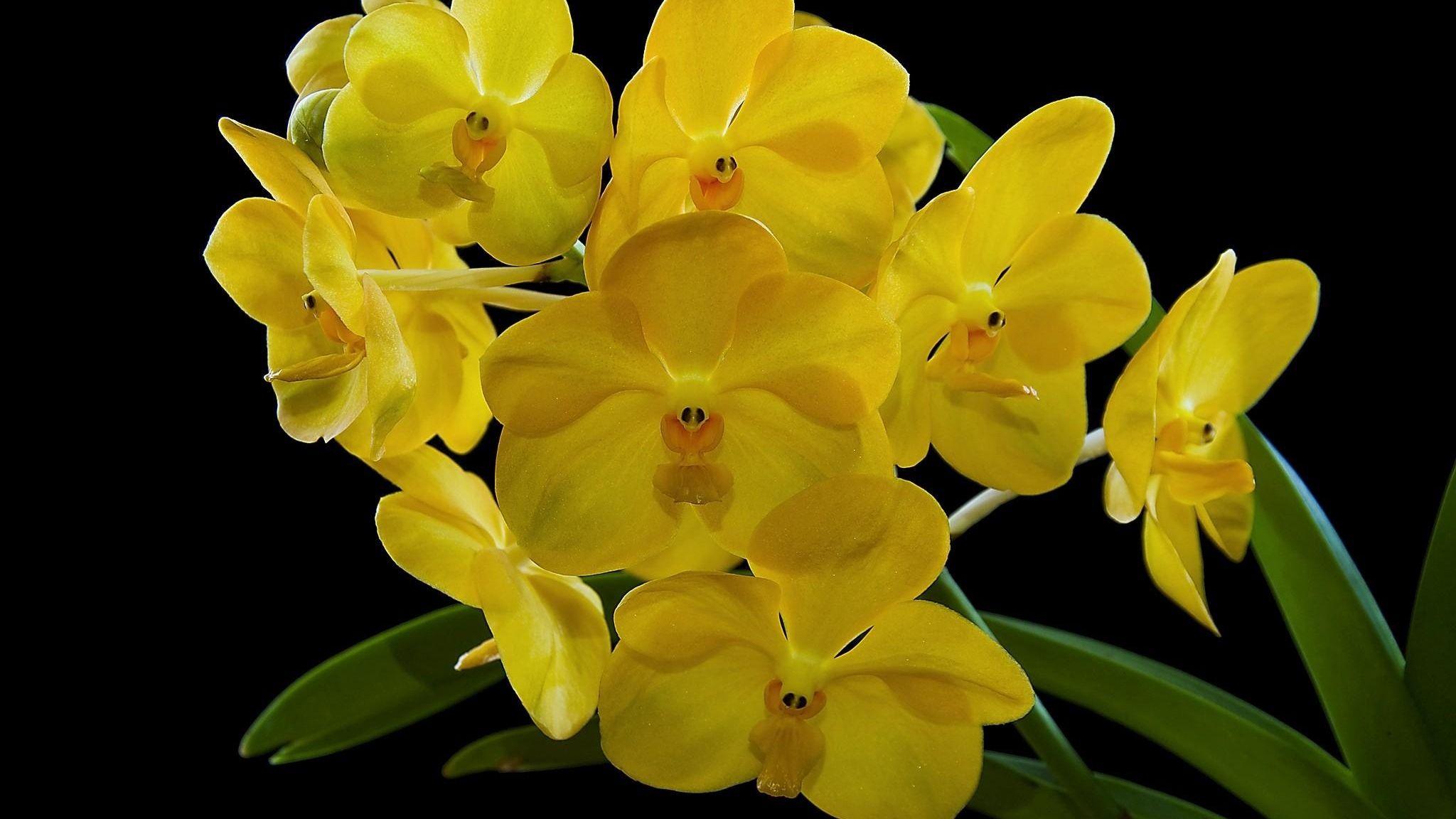 2048x1152 Download wallpaper 2048x1152 orchid, flower, yellow, exotic