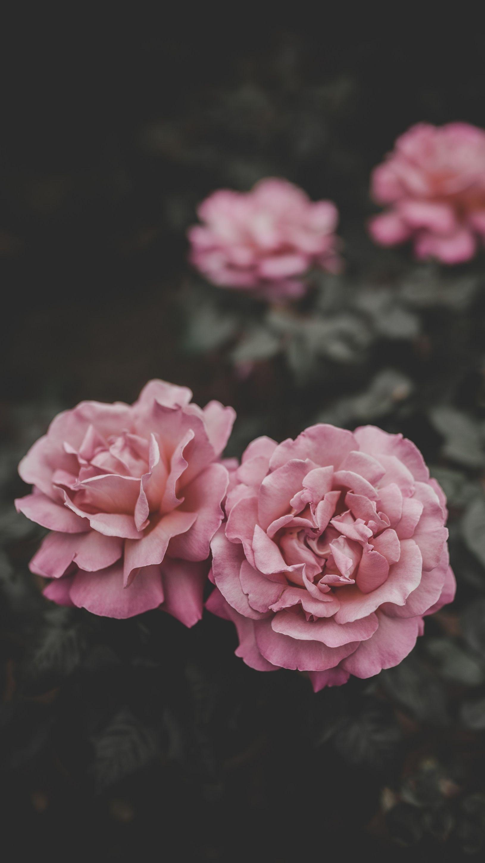 1630x2897 4K Flower Wallpaper