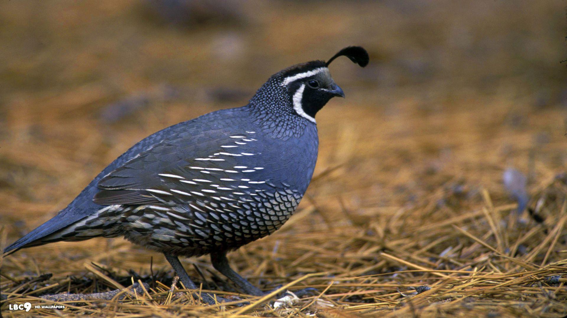 1920x1080 Quail Wallpaper