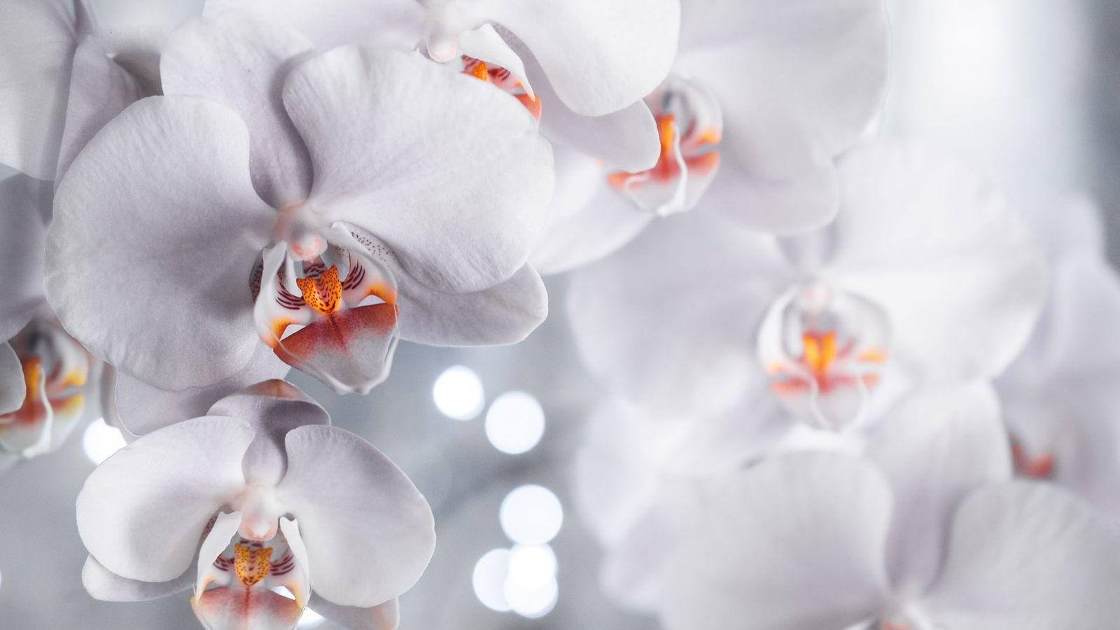 1600x900 Orchid Wallpaper