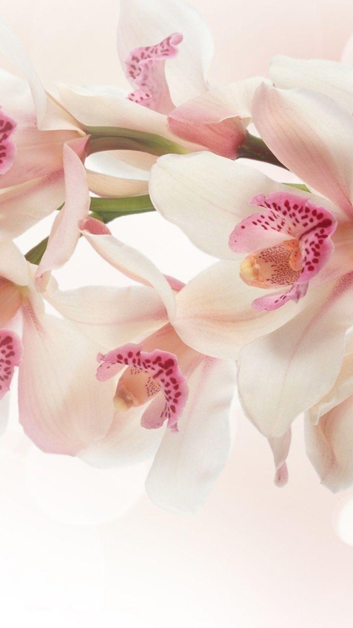 720x1280 Orchids Wallpaper