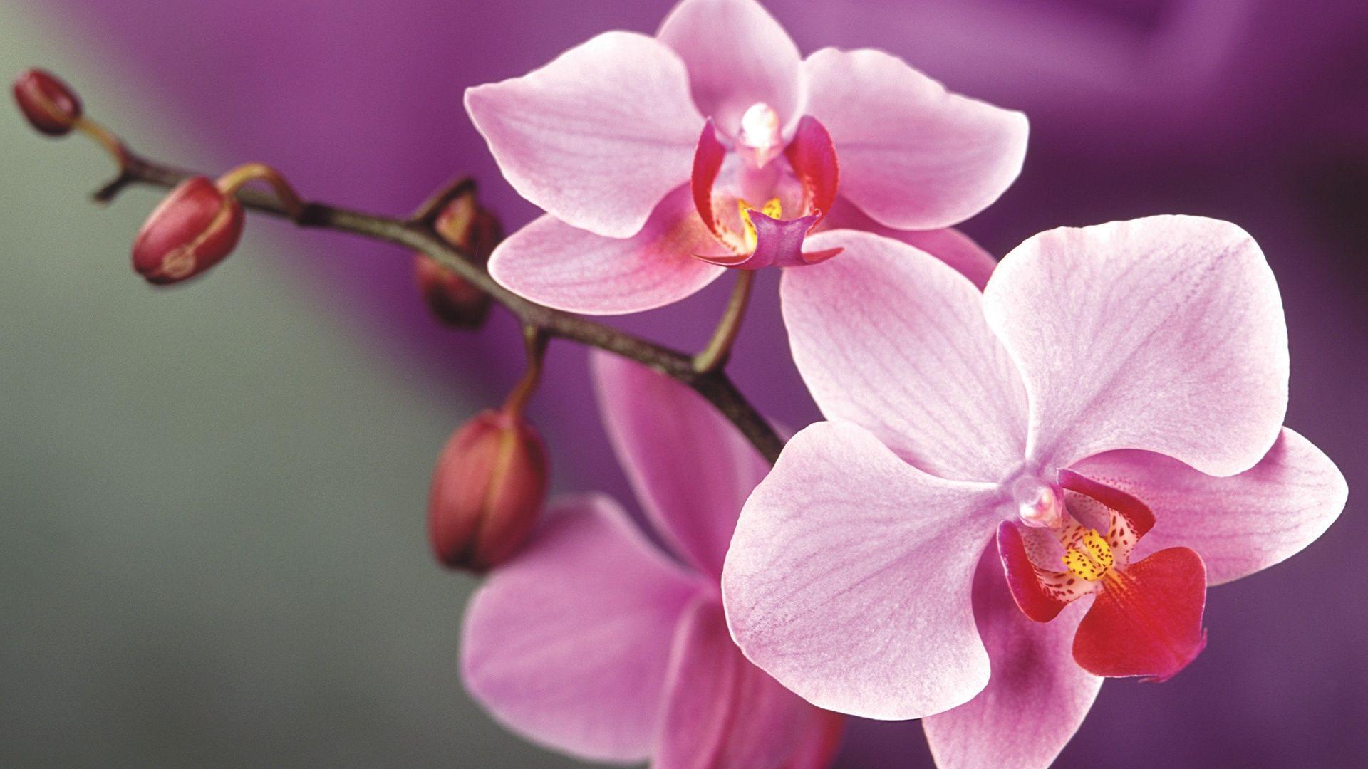 1920x1080 Wallpaper Pink orchid flowers 1920x1440 HD Picture, Image