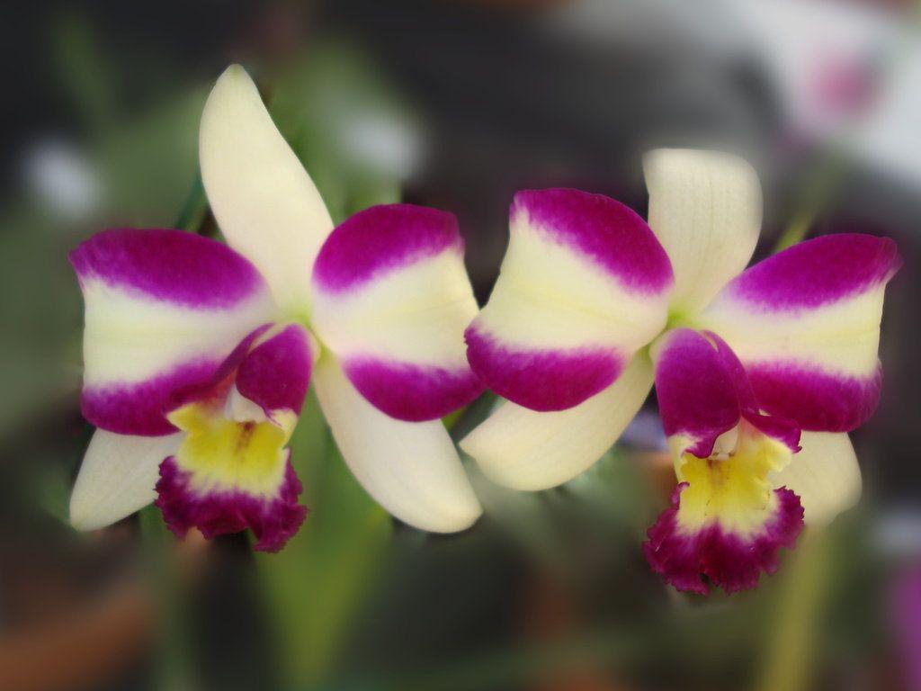 1024x768 Orchid Flowers Wallpaper 1024x768