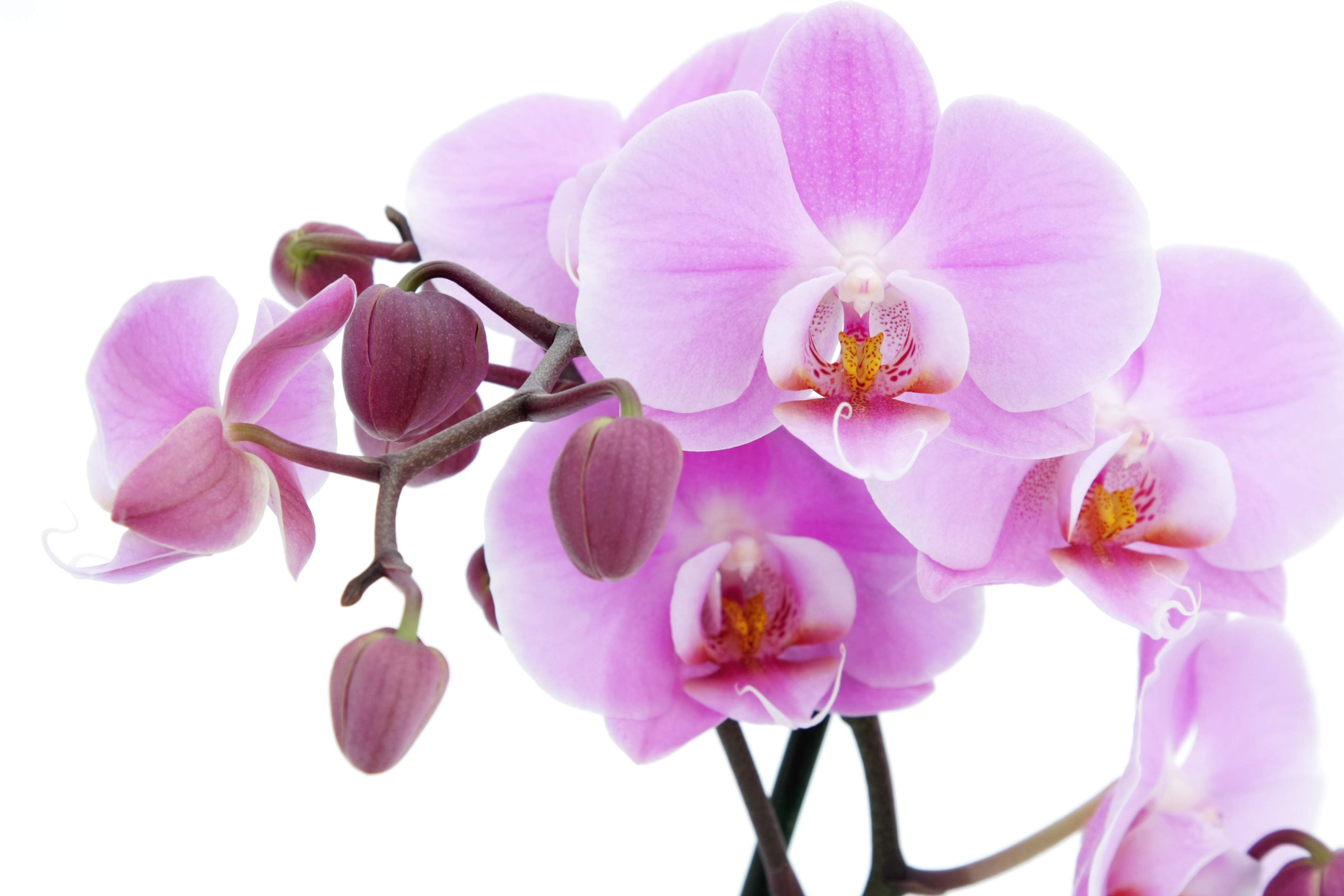 3888x2592 Flowers Orchid Wallpaper Photo Download For Your