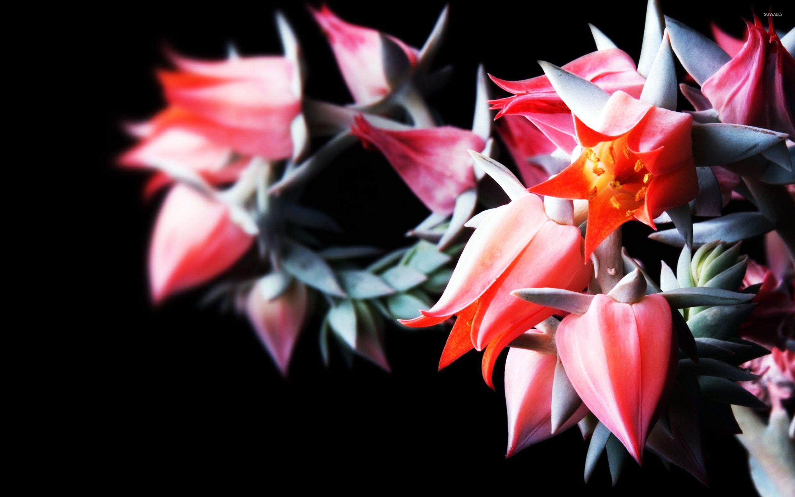 2560x1600 Blooming cactus wallpaper wallpaper