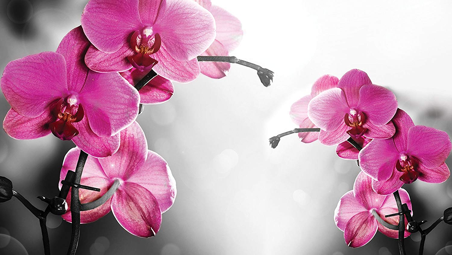 1500x845 Consalnet Soft Pink Orchid Flowers on Grey Background