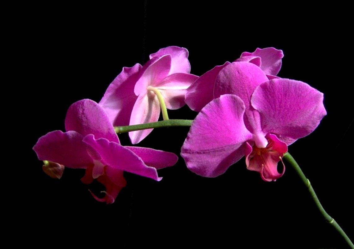1140x803 Orchid Elegant Flowers Wallpaper