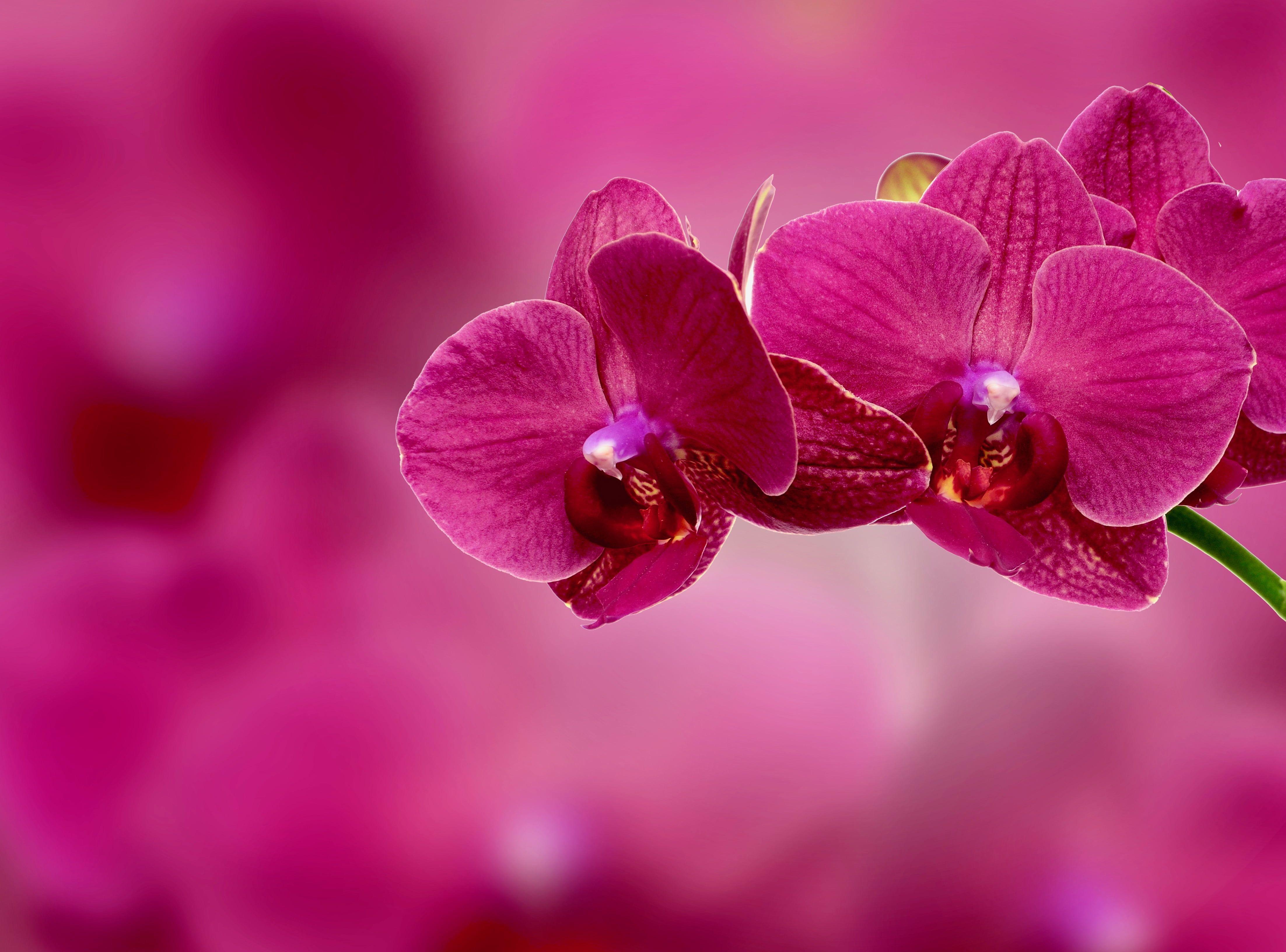 4409x3264 Pink flowers, Orchid, Flower, Petals HD wallpaper
