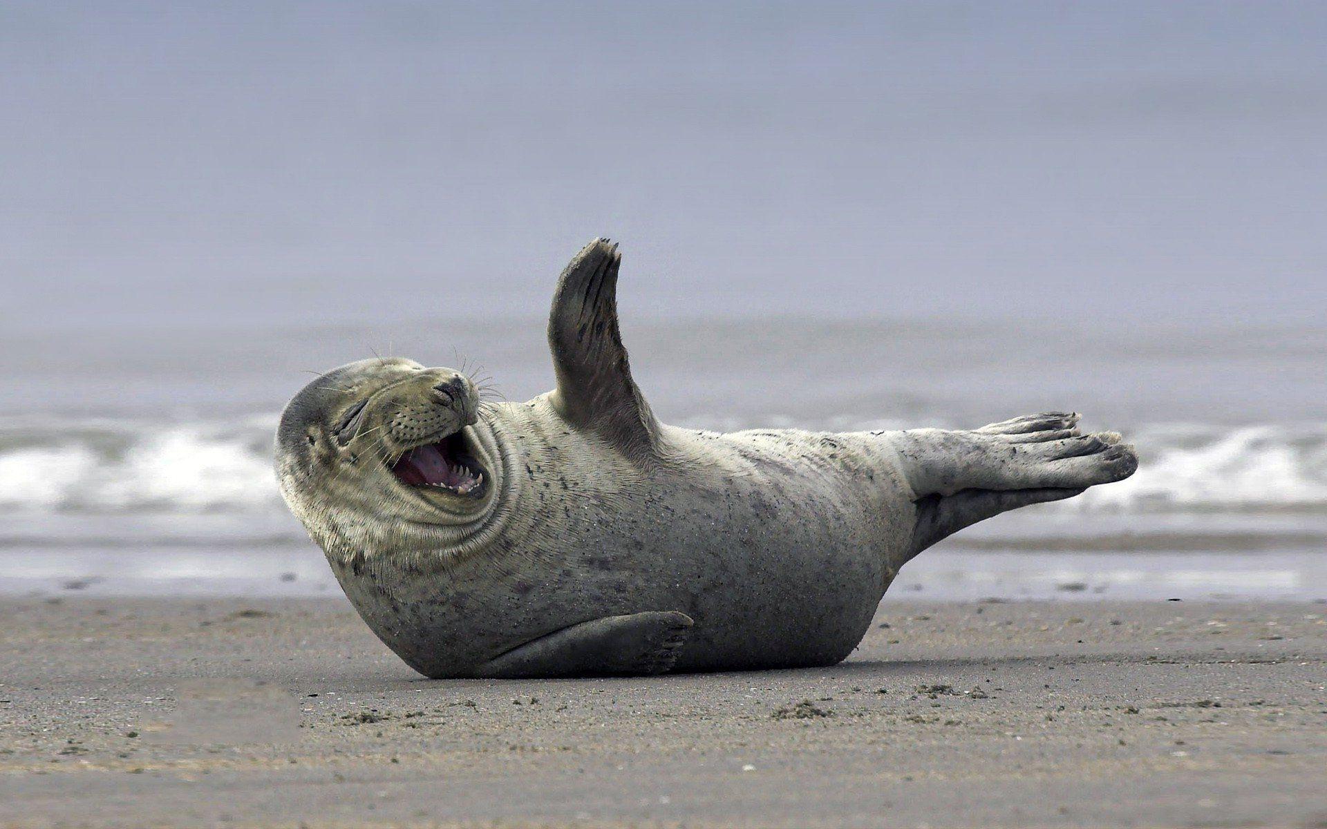 Funny Seal Wallpapers - Top Free Funny Seal Backgrounds - WallpaperAccess