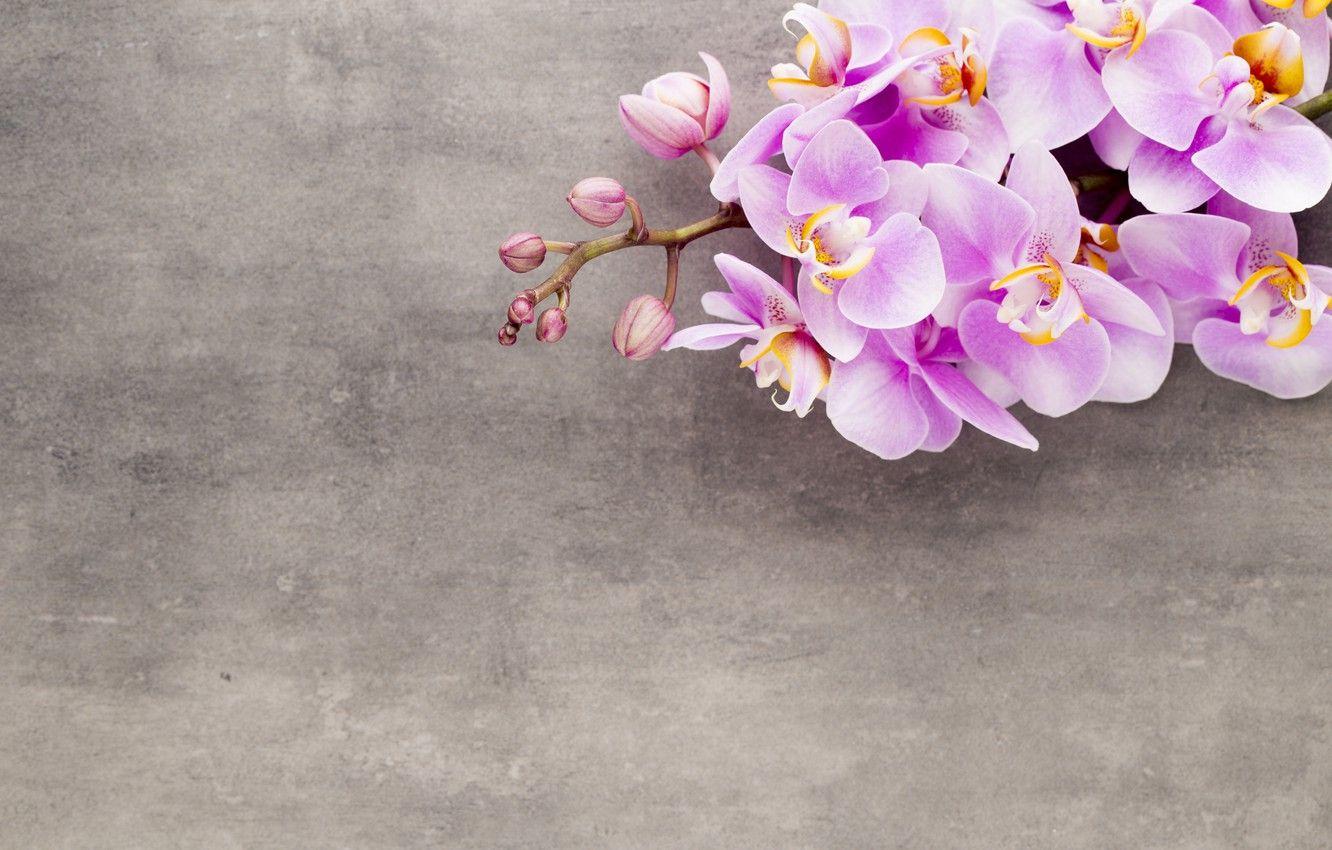 1332x850 Wallpaper Orchid, pink, flowers, orchid image for desktop