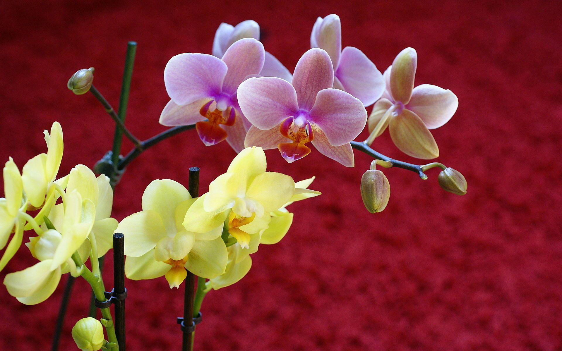 1920x1200 Gorgeous HD Orchid Flowers Wallpaper