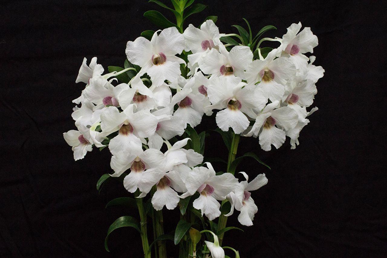 1280x853 Wallpaper White orchids flower Black background