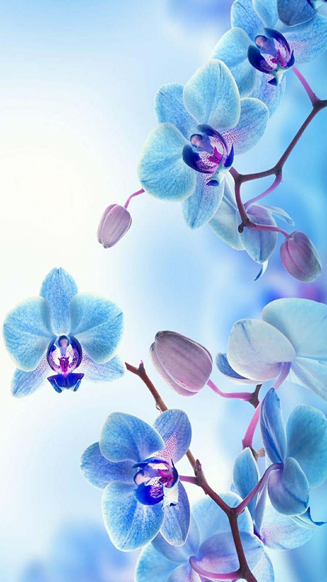 1080x1920 Orchid Flower Wallpaper for Android