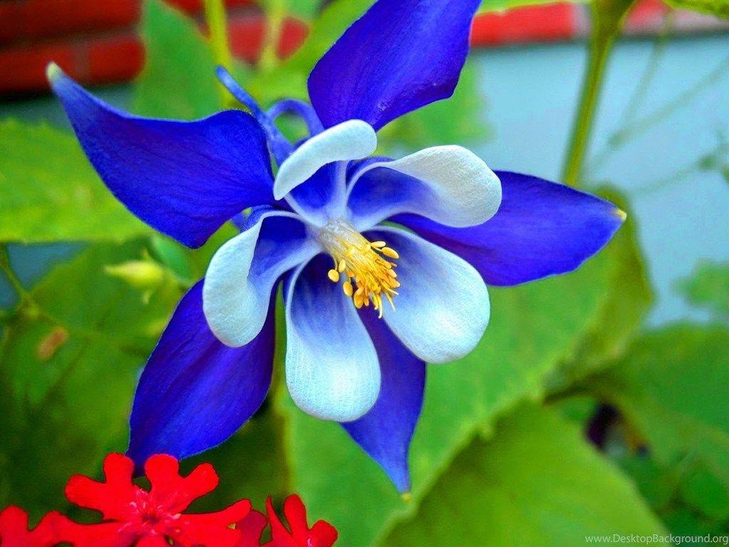 1024x768 Orchid Flower Image HD Wallpaper Free Download