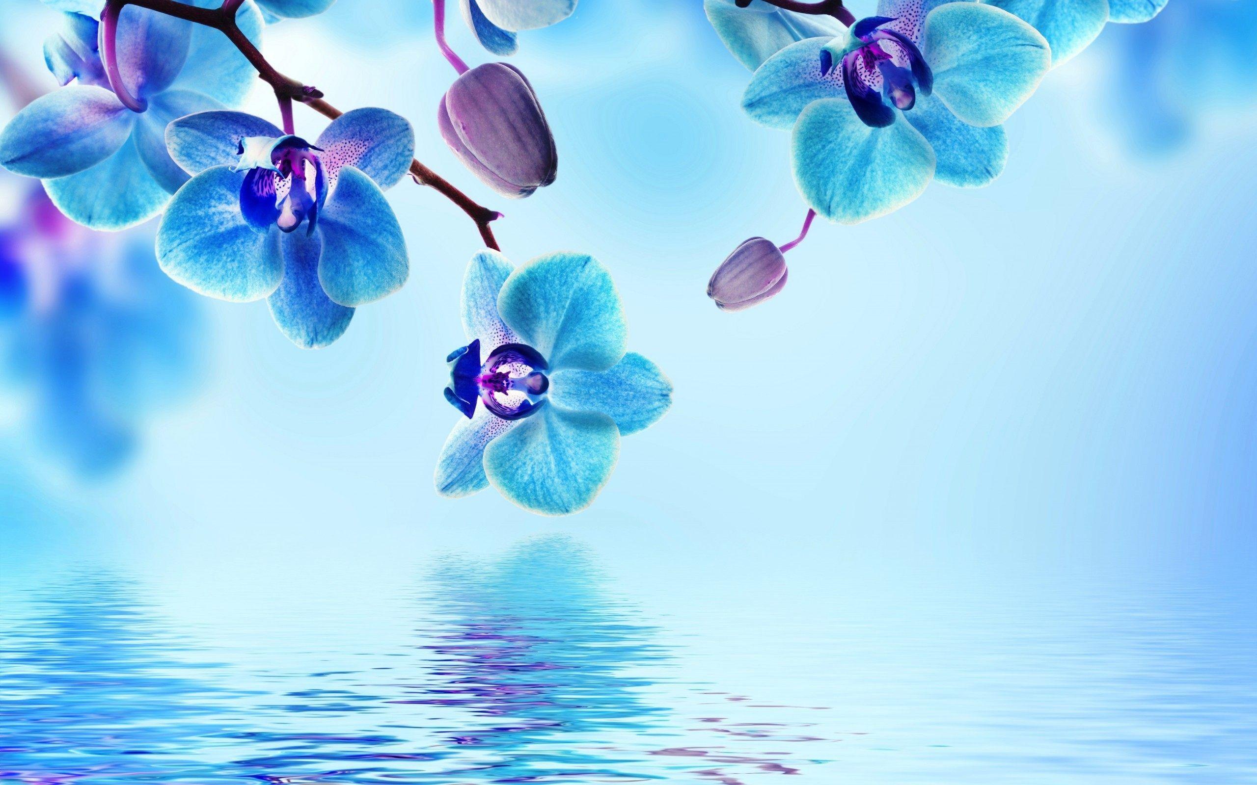 2560x1600 Blue Orchid Flowers Flower HD Wallpaper
