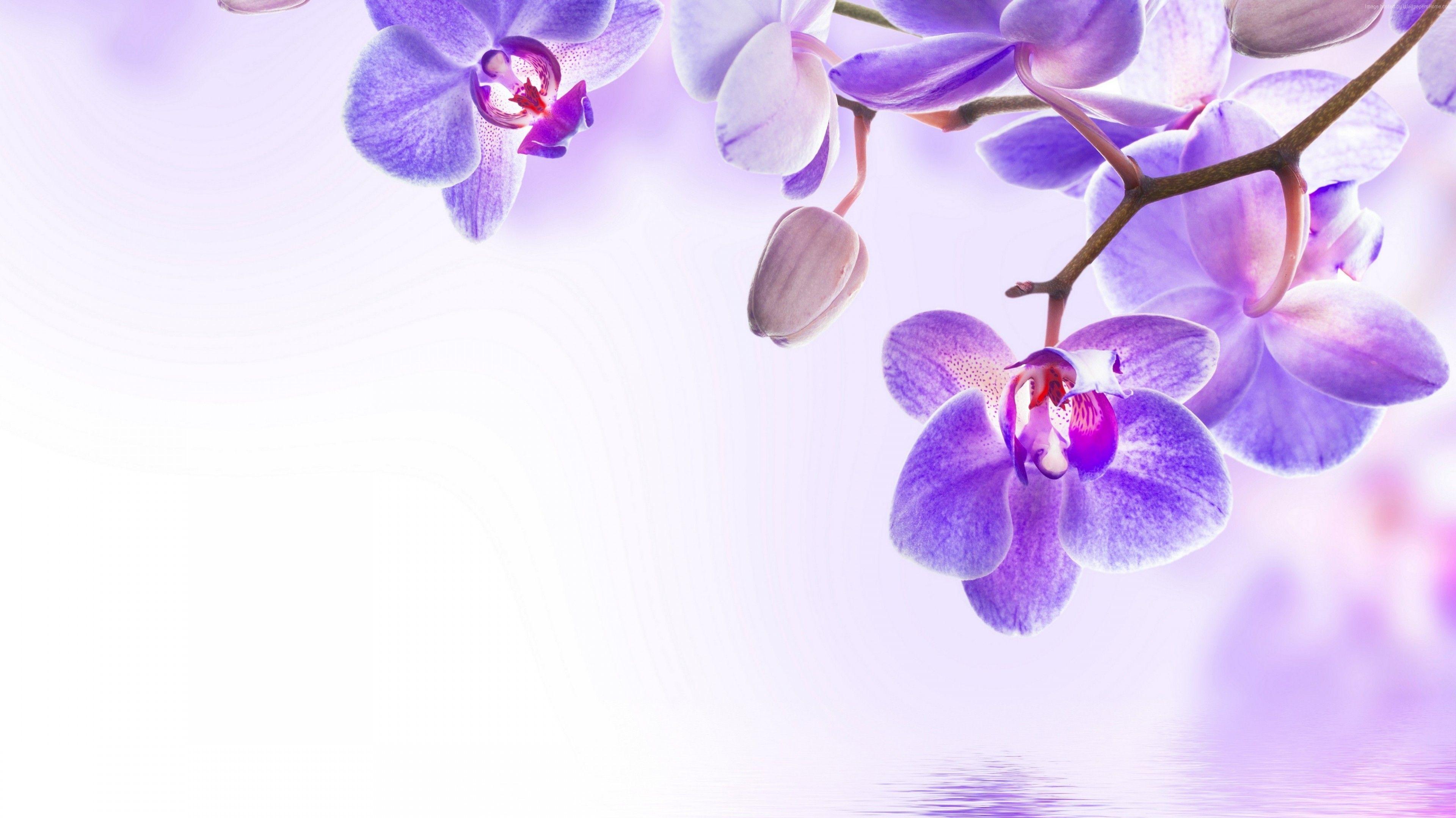 3840x2160 Wallpaper orchid, flower, 4k, Nature Wallpaper Download