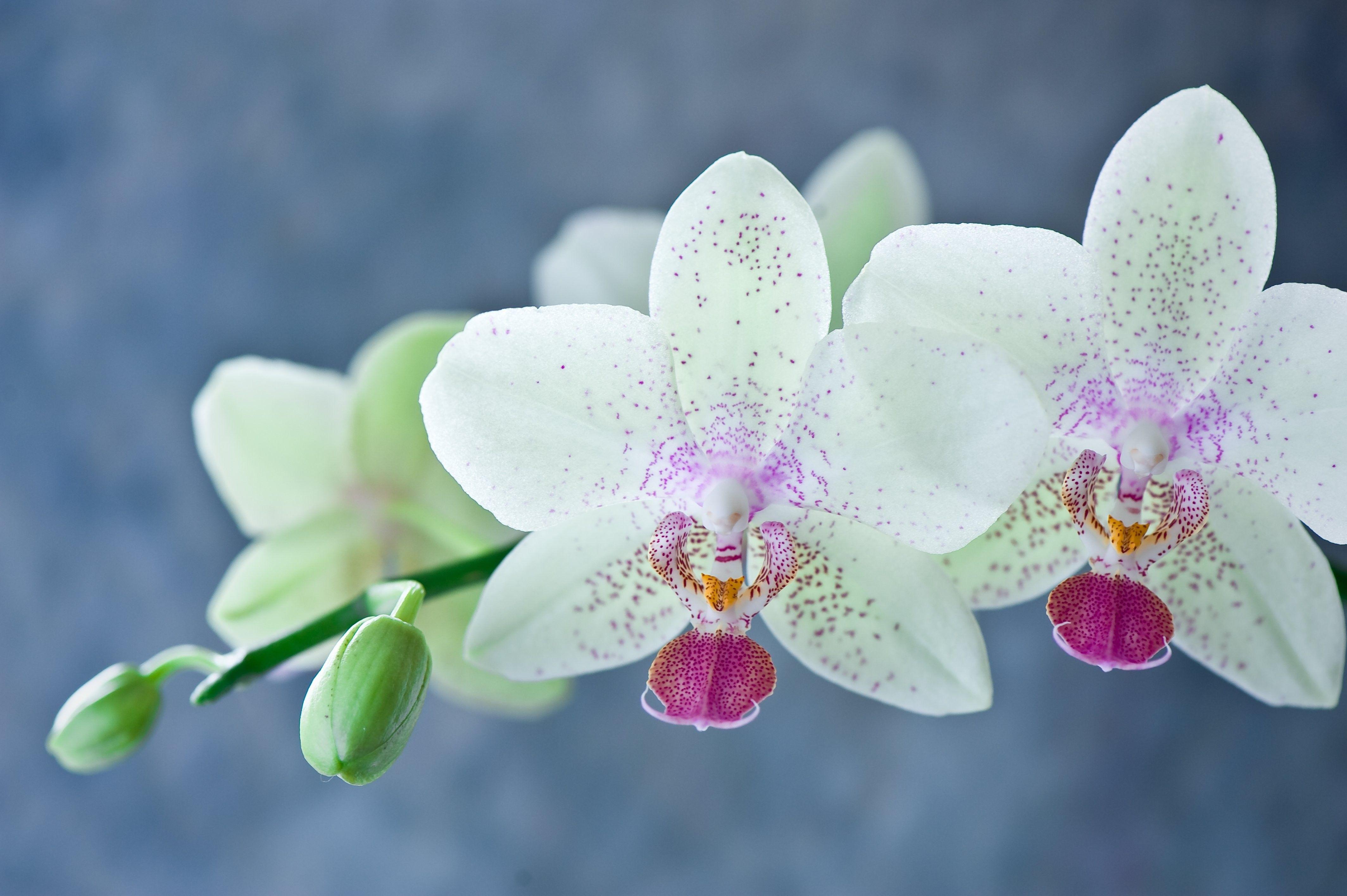 Фото Орхидеи Крупным Планом В Хорошем Качестве
