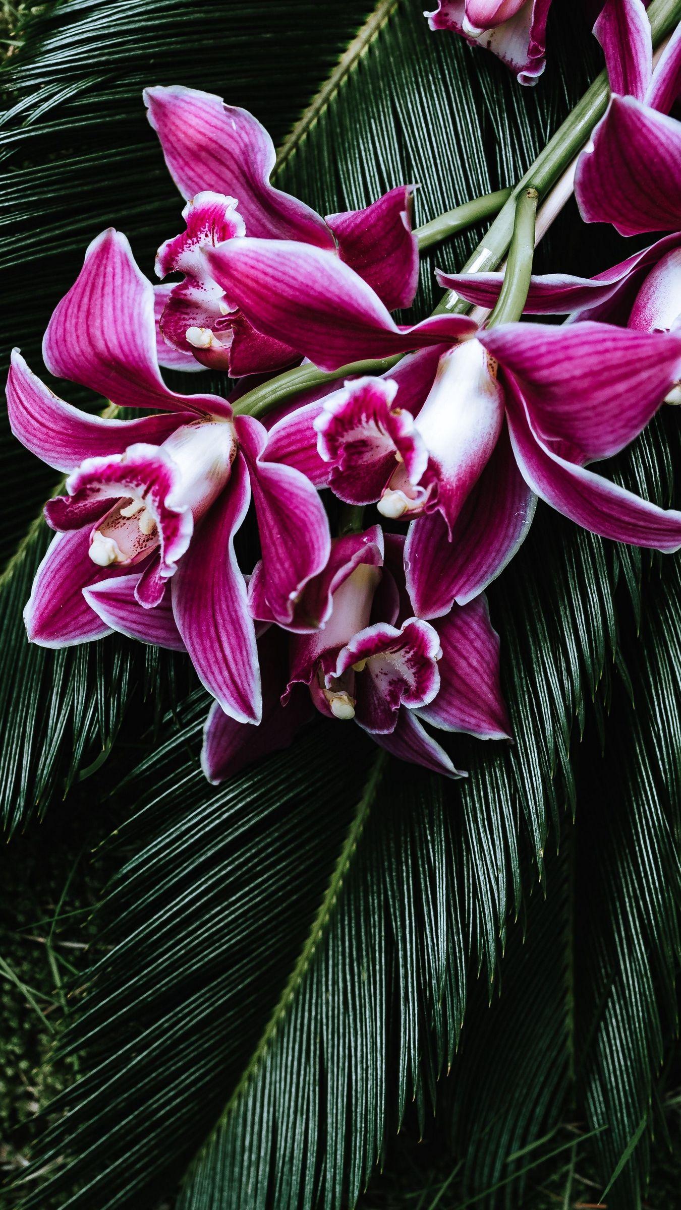 1350x2400 Download wallpaper 1350x2400 orchid, flowers, cycad, bouquet