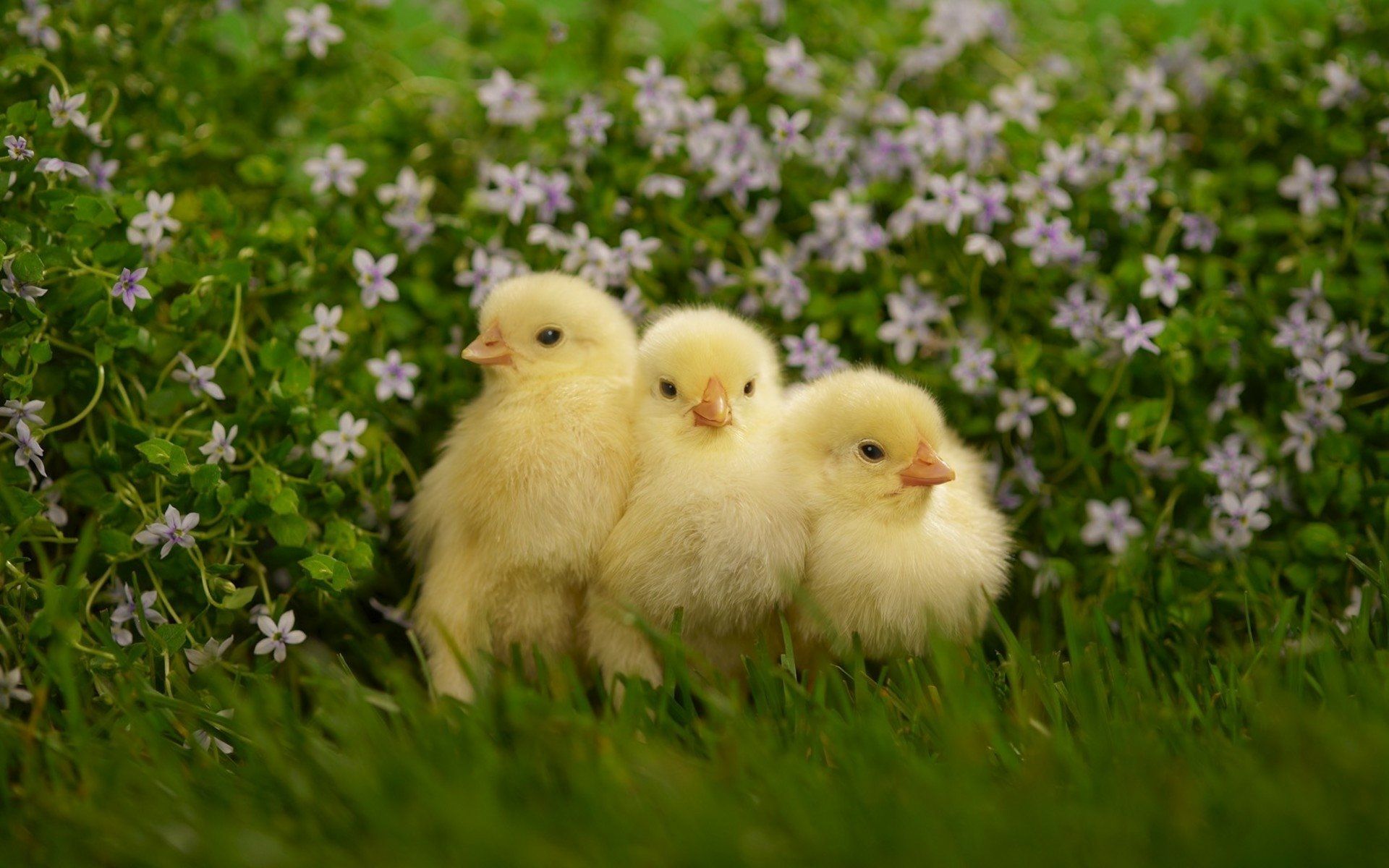 1920x1200 Fluffy Chicks Amid Blooming Flowers HD Animal Wallpaper