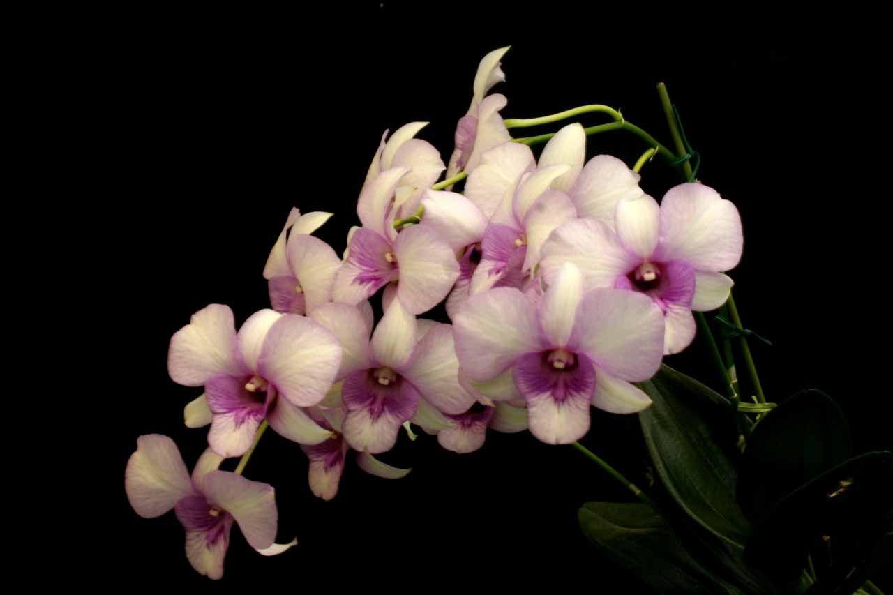 1280x853 Purple And White Orchid Flower Wallpaper