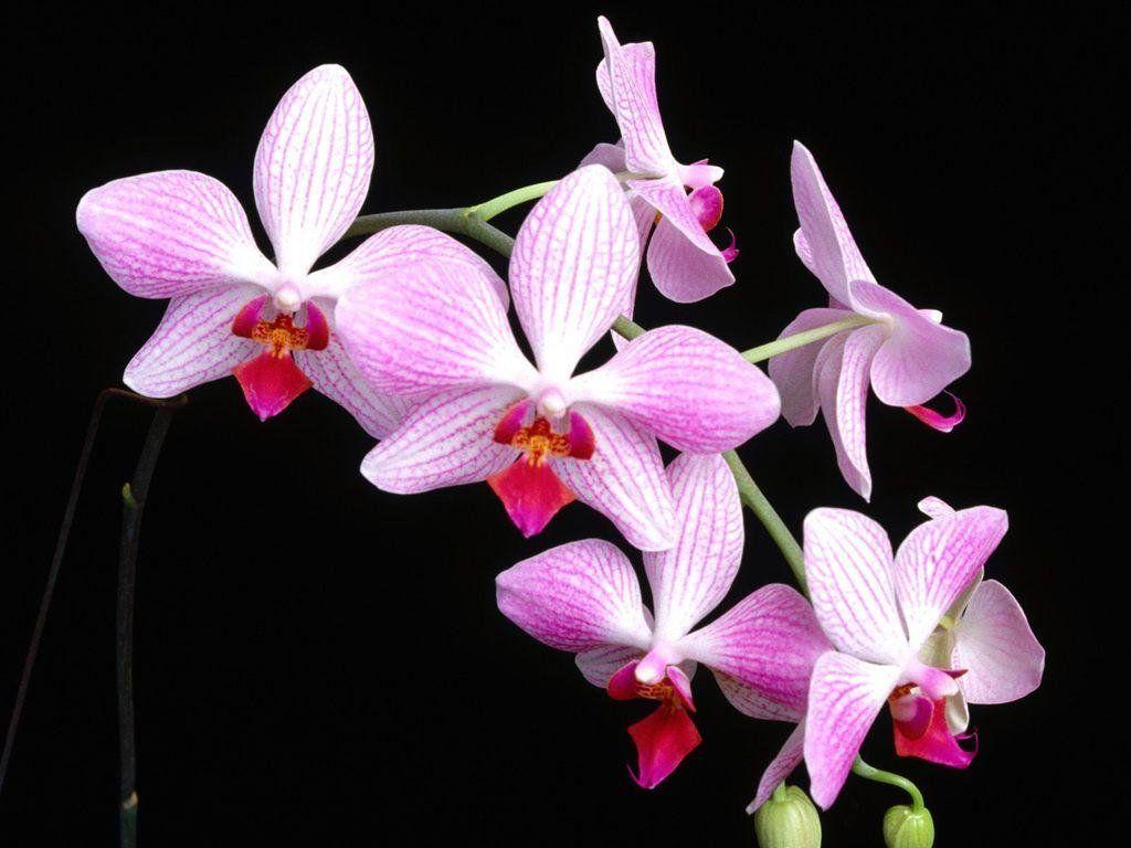 1024x768 beautiful orchid flower image and wallpaper Download