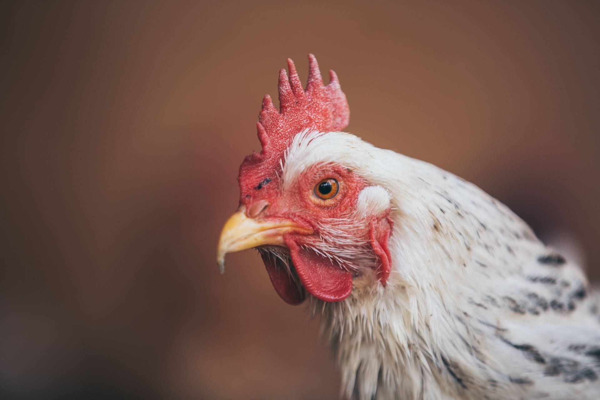 1920x1280 Chicken Wallpaper
