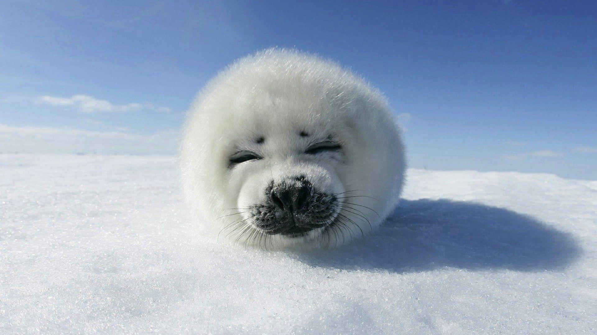 Funny Seal Wallpapers - Top Free Funny Seal Backgrounds - WallpaperAccess