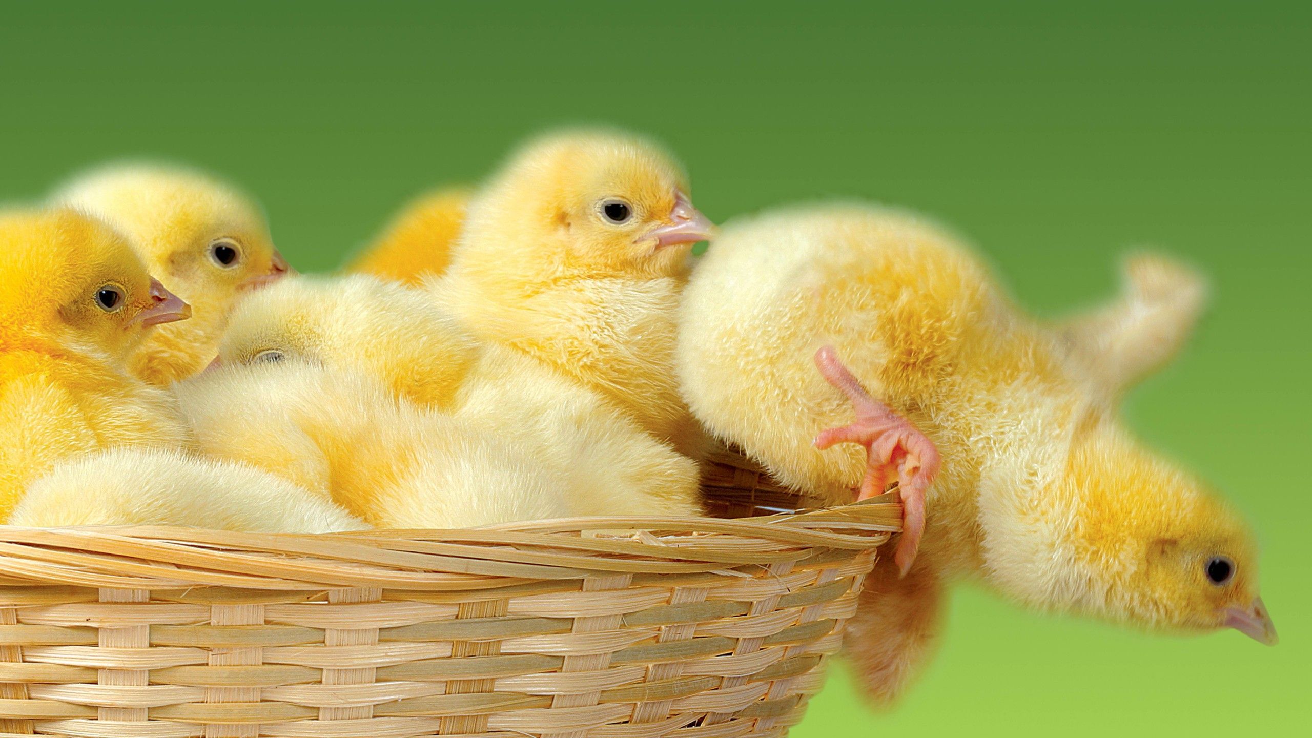 2560x1440 Cute Chicken Desktop Wallpaper 19978