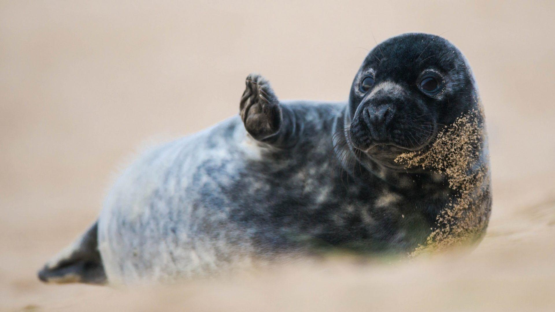 Funny Seal Wallpapers - Top Free Funny Seal Backgrounds - WallpaperAccess