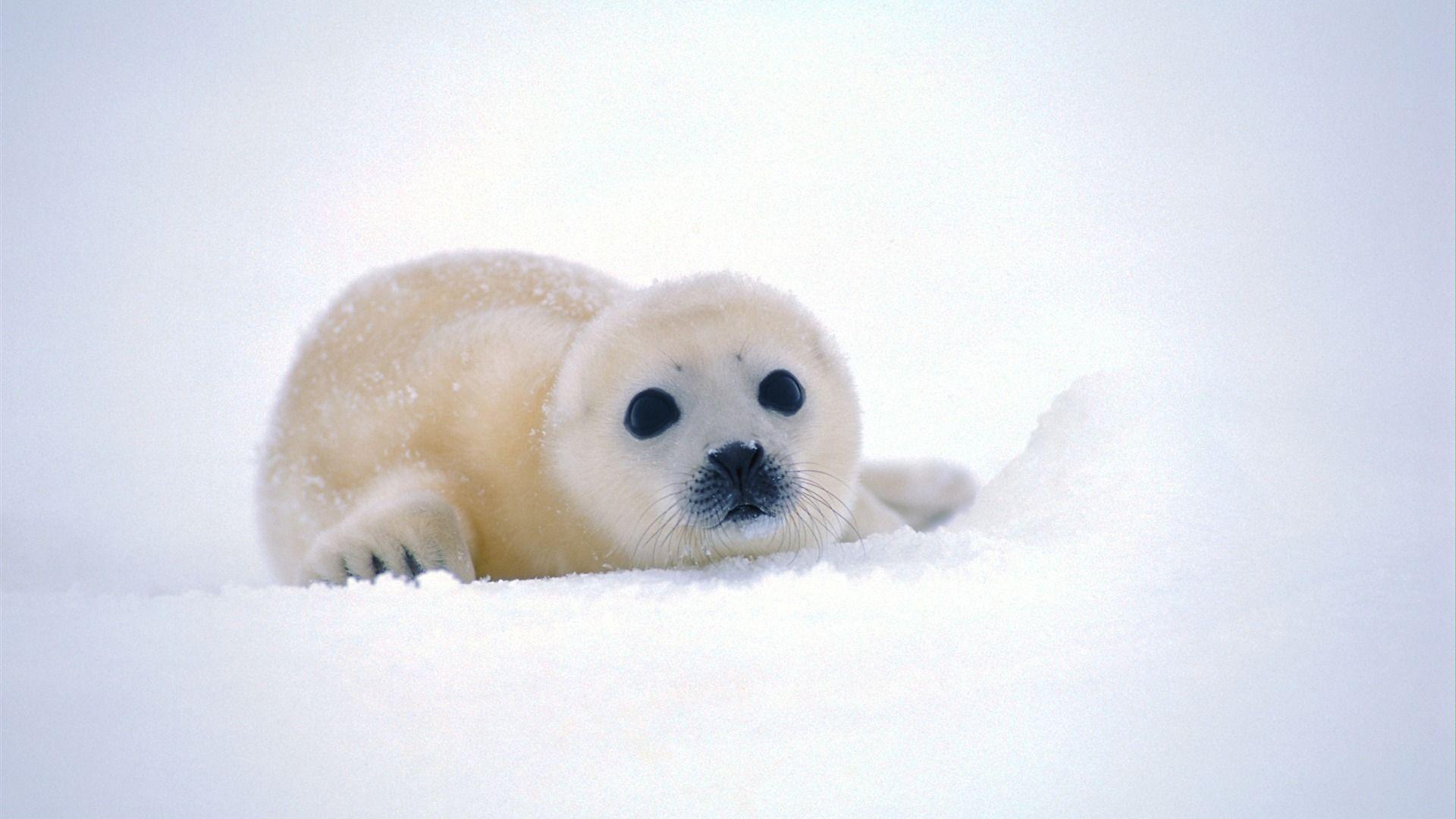 Funny Seal Wallpapers - Top Free Funny Seal Backgrounds - WallpaperAccess