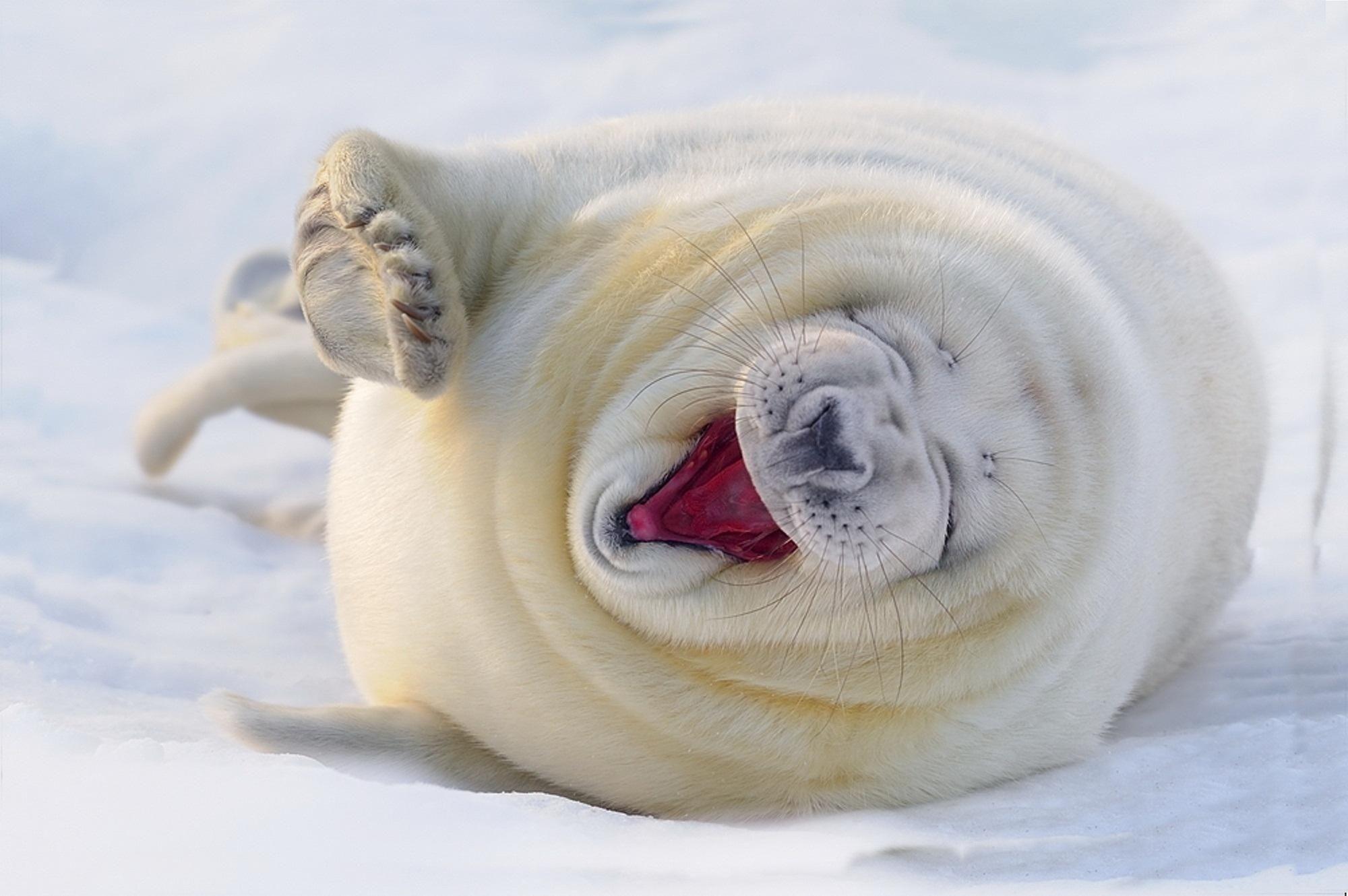 2000x1330 Laughing White Seal. ♡ ••• [Wallpaper]. Savage freedom