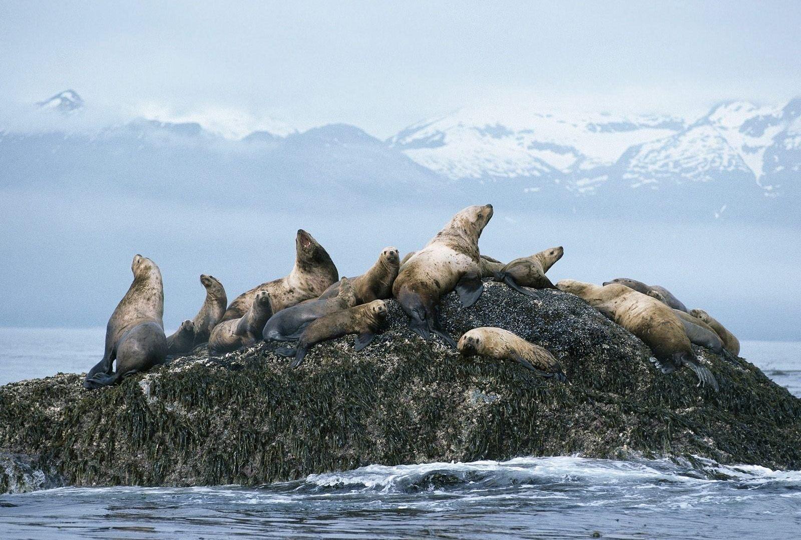 1600x1080 Seal Tag wallpaper: Snow Harp Animals Baby Seal Cartoon Picture