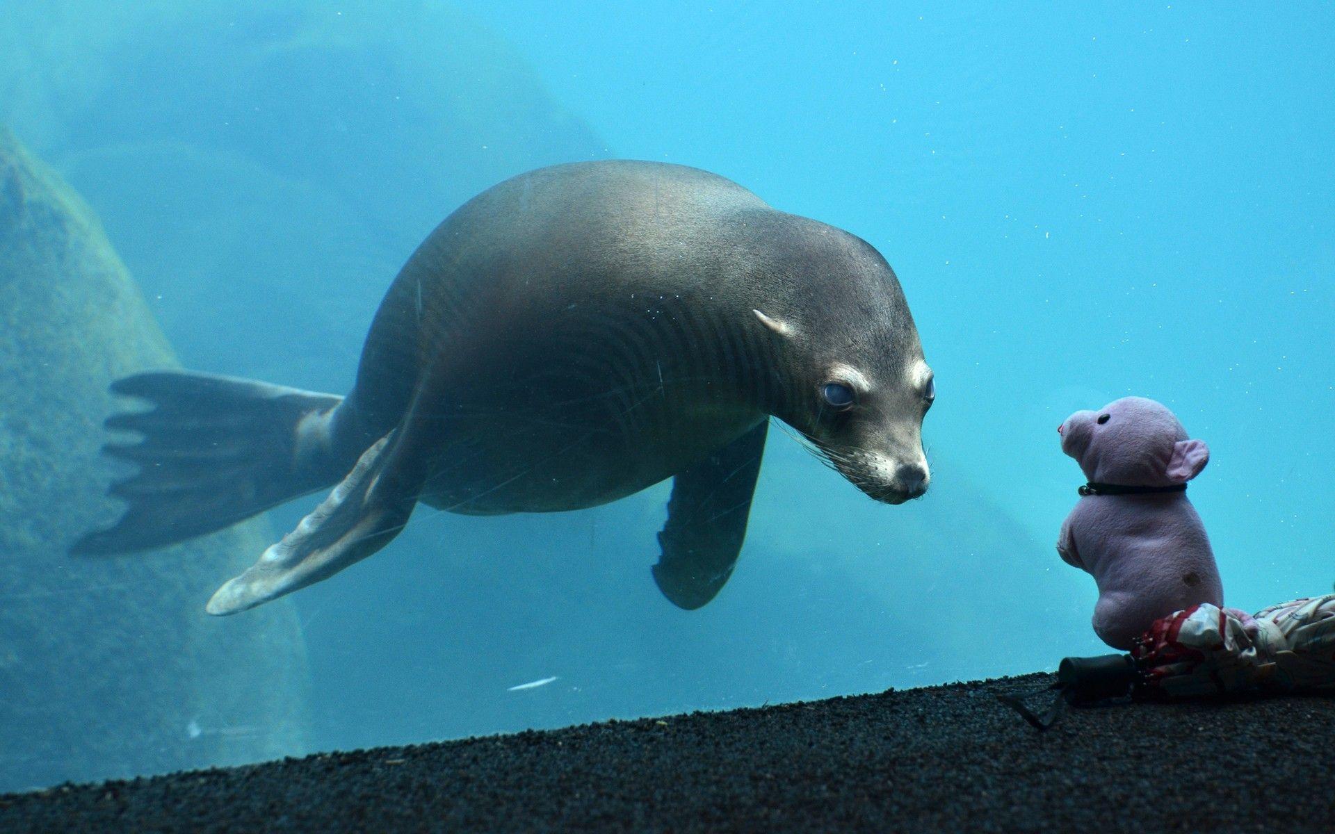 1920x1200 Animals: Underwater Seals Toys Seal Cute Glass Toy Image Background