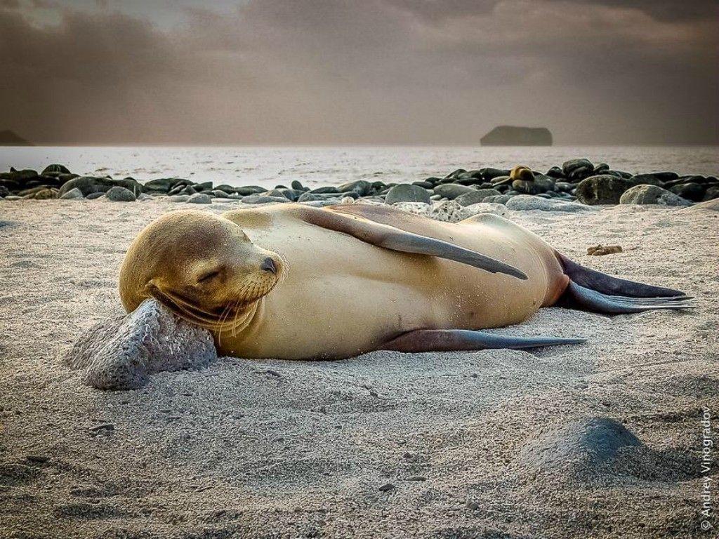 1024x768 Other Beach Nap Seal Sea Life Wallpaper Funny Animals Picture